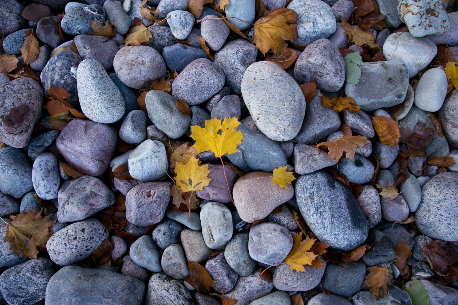 Canon EOS 6D + Canon EF 24-105mm F4L IS USM sample photo. Stones, beach, stone beach photography