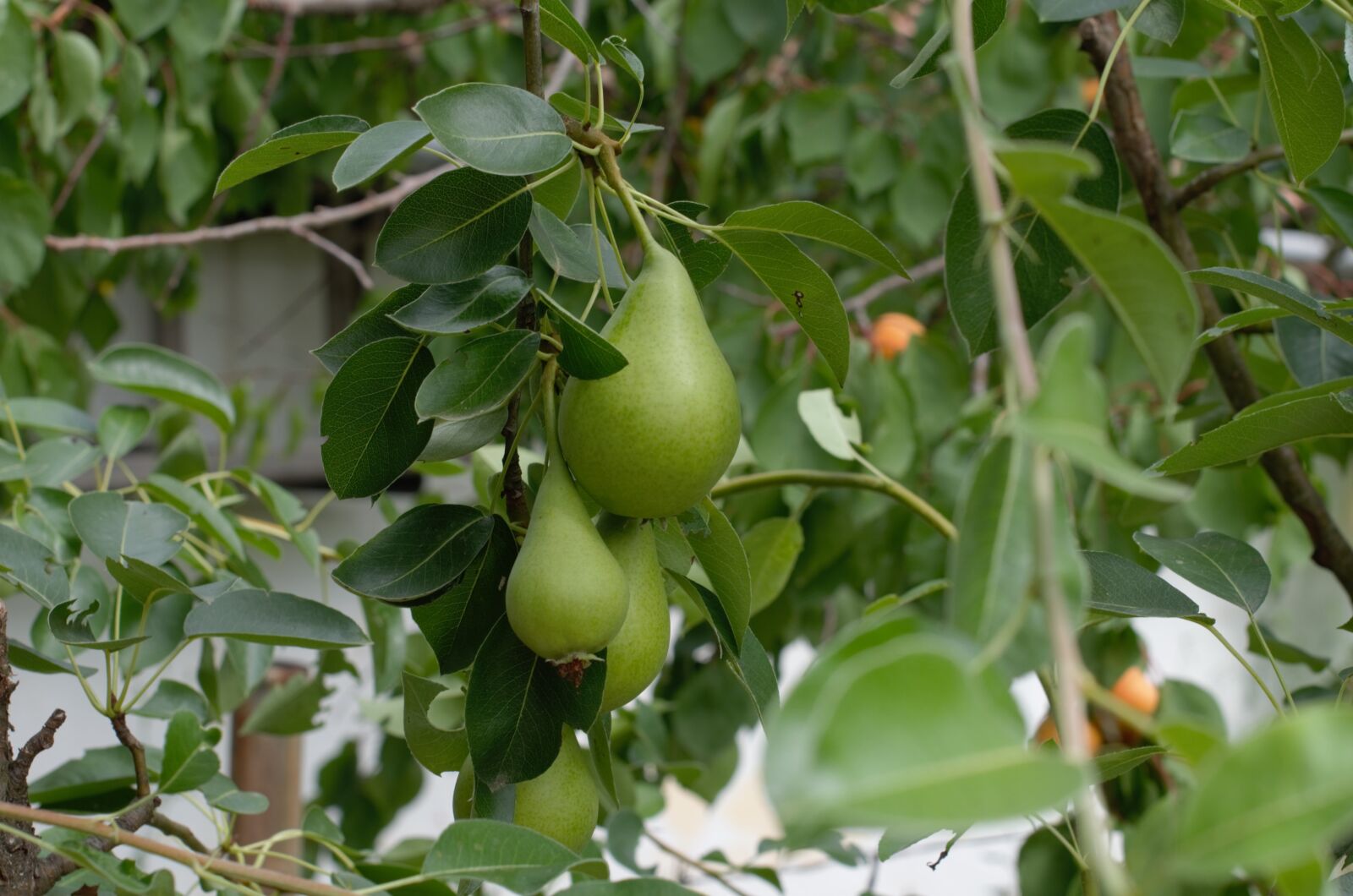 Nikon D5100 sample photo. Green pears, fruits, gardening photography