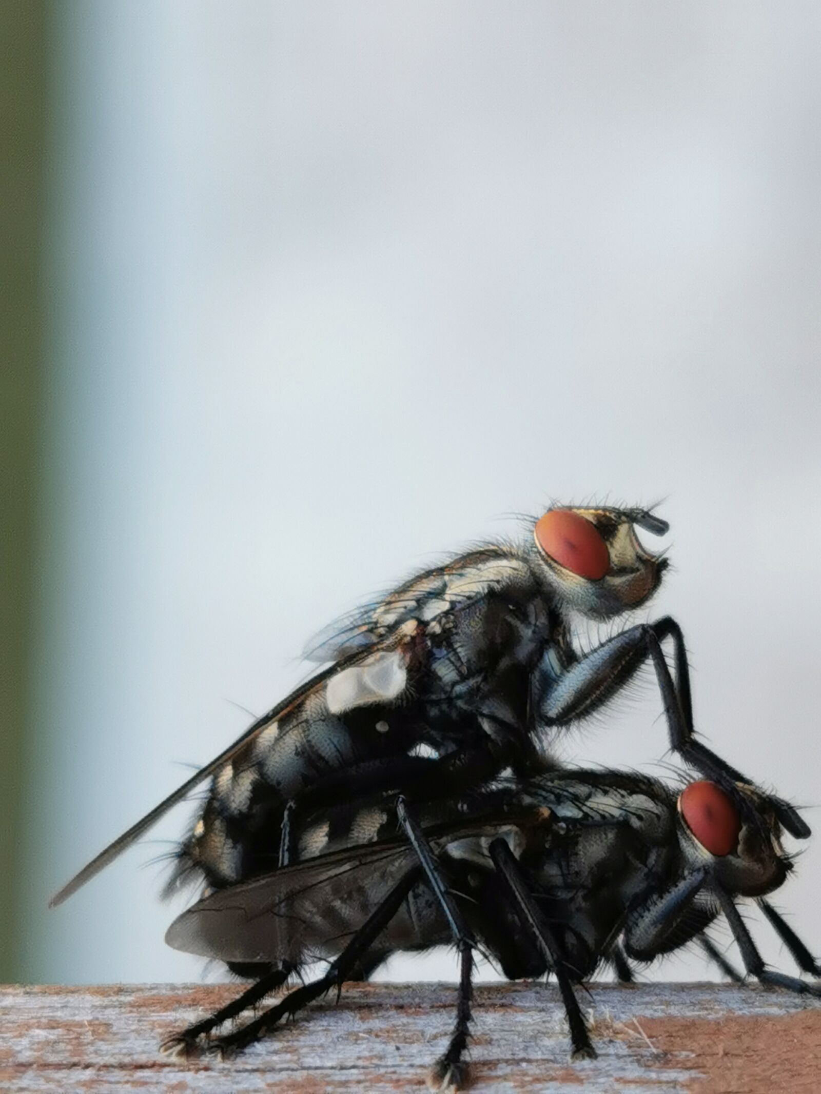 HUAWEI P30 Pro sample photo. Fly, close, wing photography