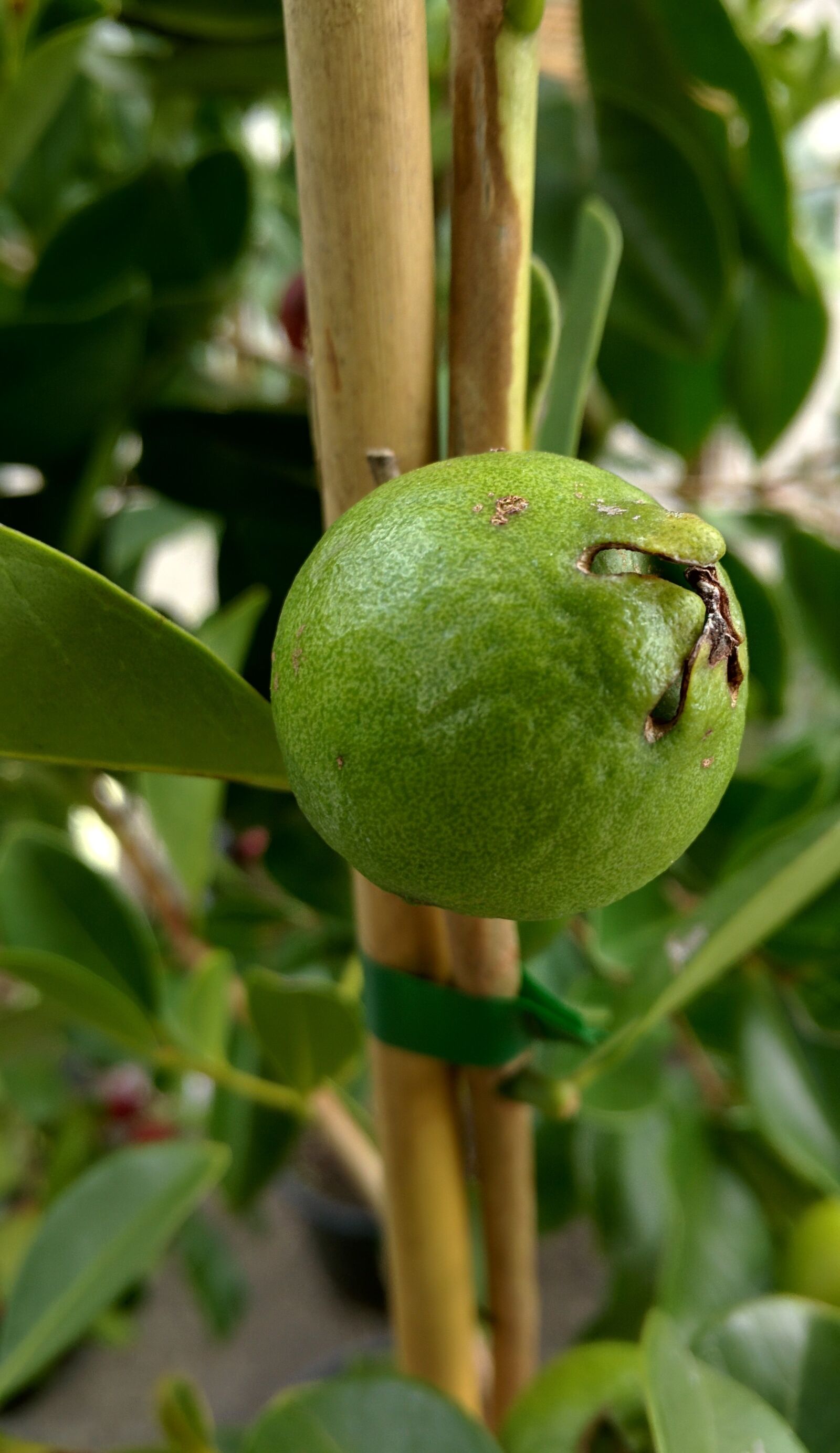 Motorola Nexus 6 sample photo. Guava, tropical, plant photography