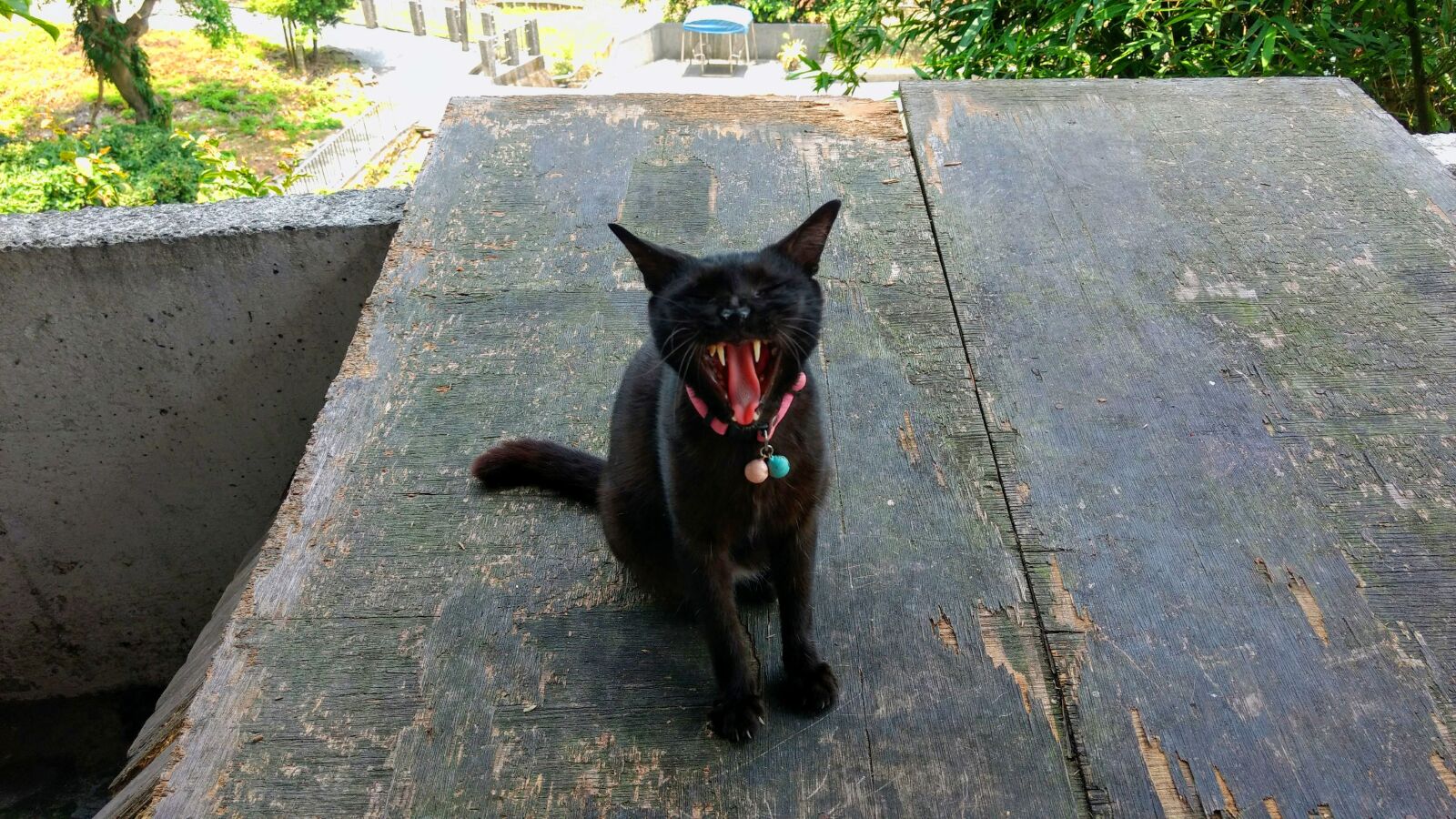 Motorola Moto G (4) sample photo. Cat, black, animal photography