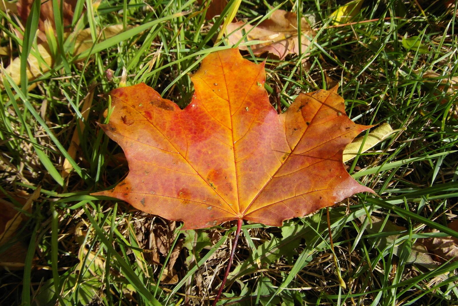 Samsung WB750 sample photo. Leaf, clone, autumn photography