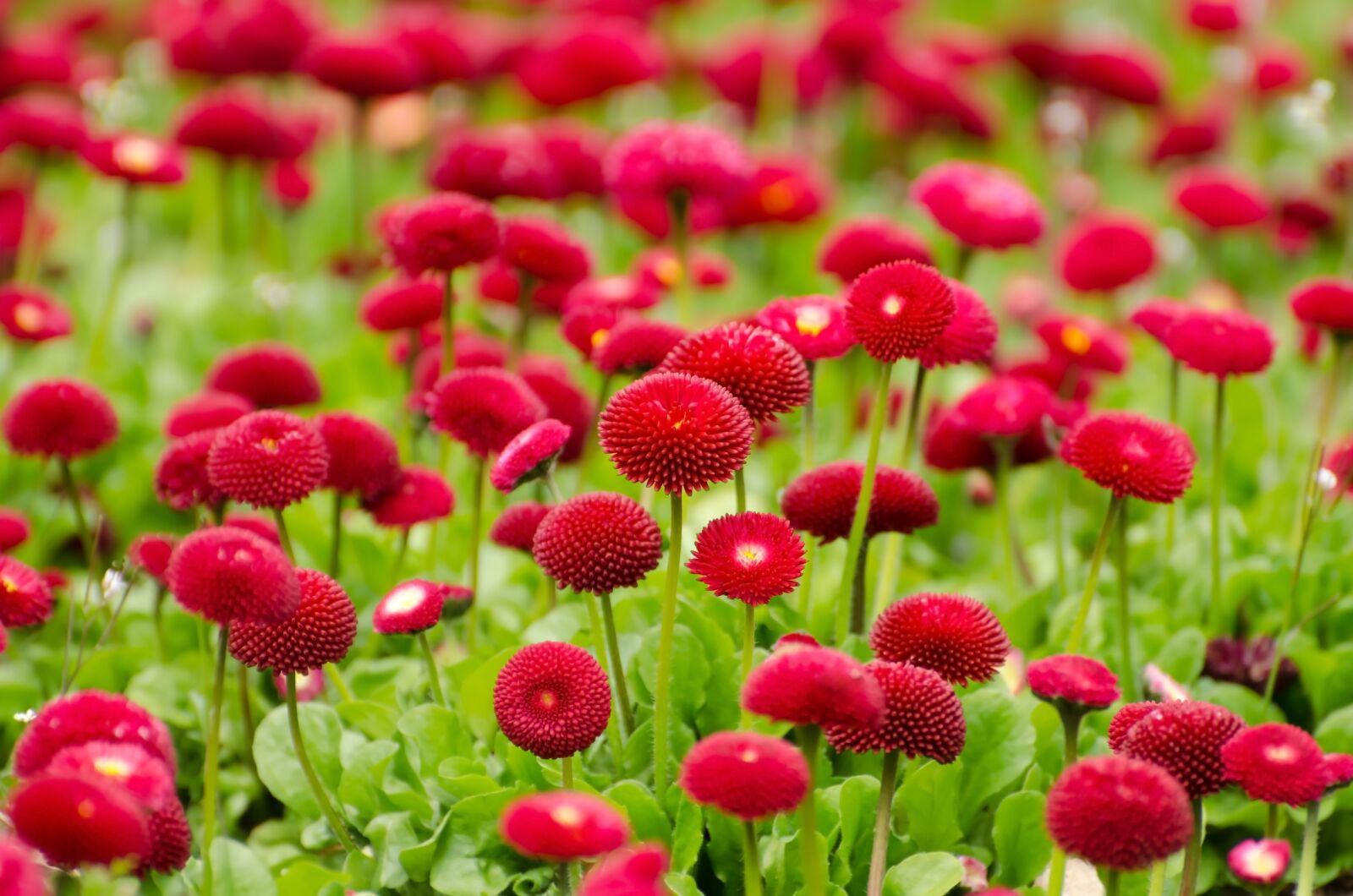 Nikon D5100 sample photo. Bloom, blossom, flora, flowers photography