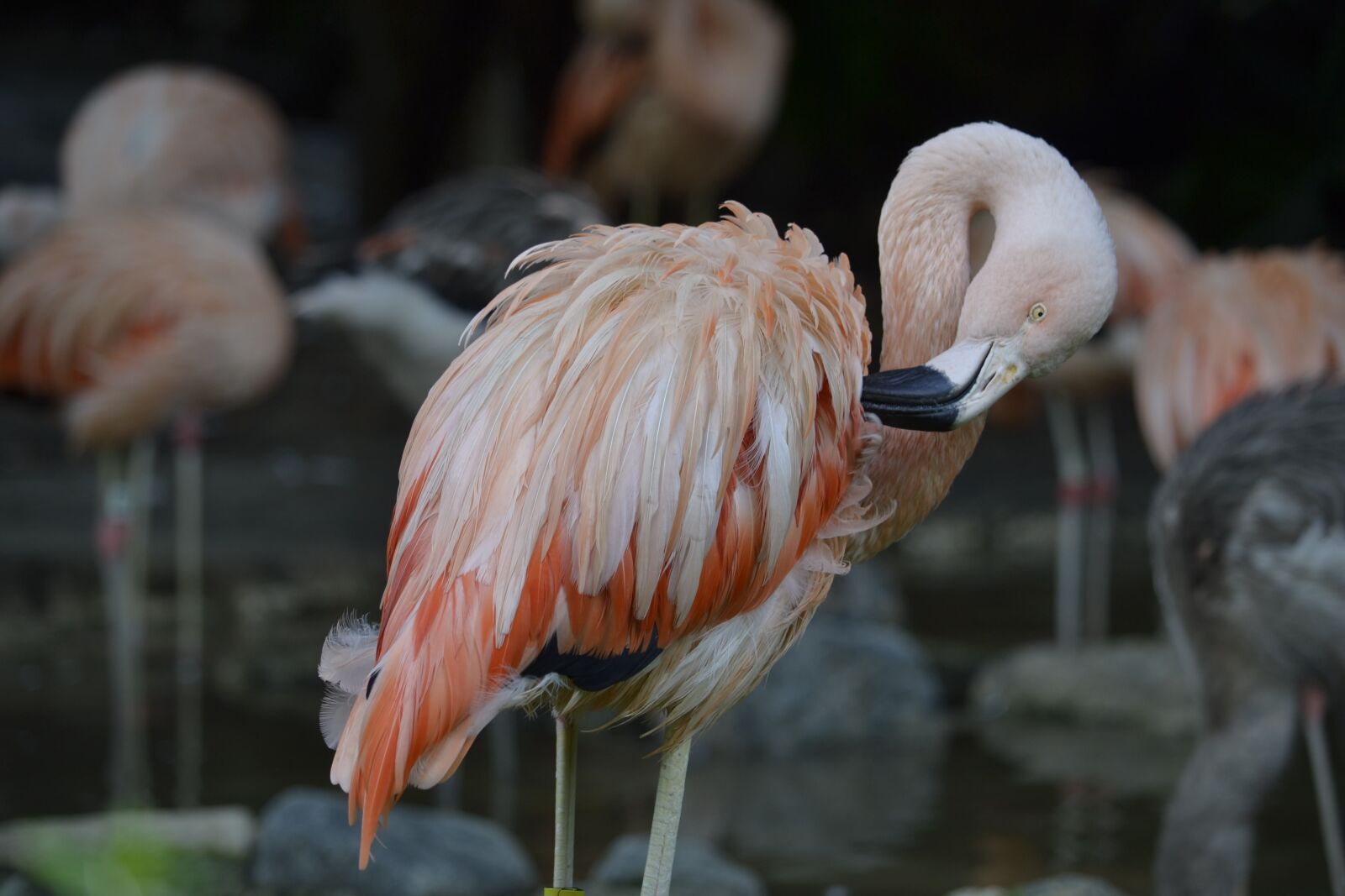 Nikon D3100 sample photo. Flamingo, pink, zoo photography