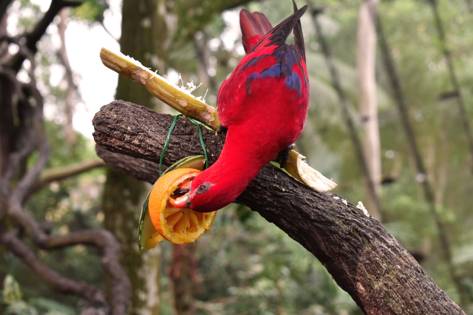 Nikon D3400 sample photo. Parrot, bird, red bird photography