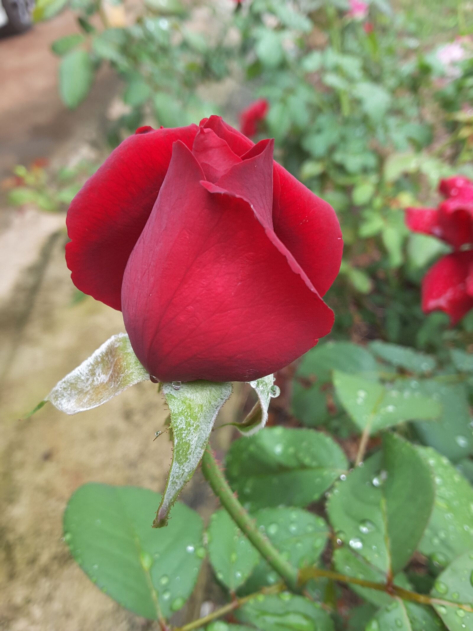 Samsung Galaxy Tab S2 sample photo. Rose, rose buds, red photography