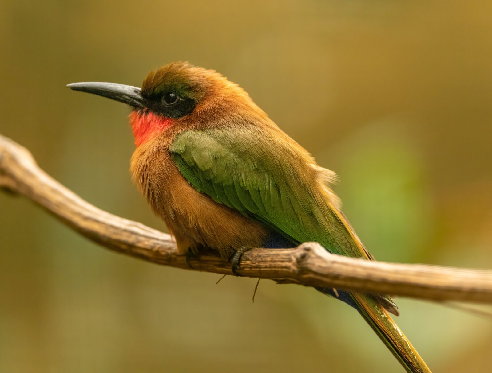 Nikon D850 sample photo. European bee-eater, bird, sitting photography