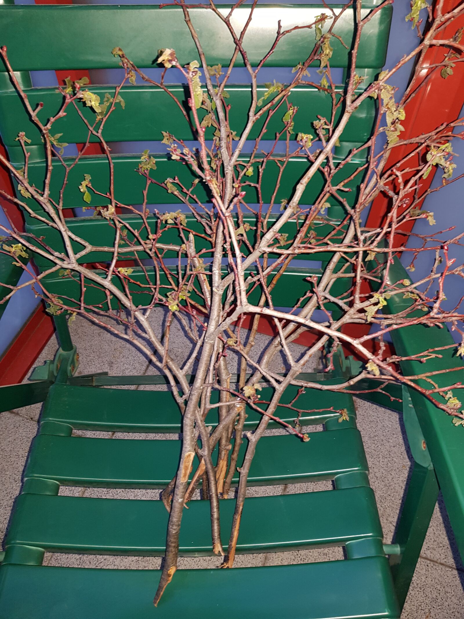 Samsung Galaxy S8 sample photo. Balcony, branches, at home photography