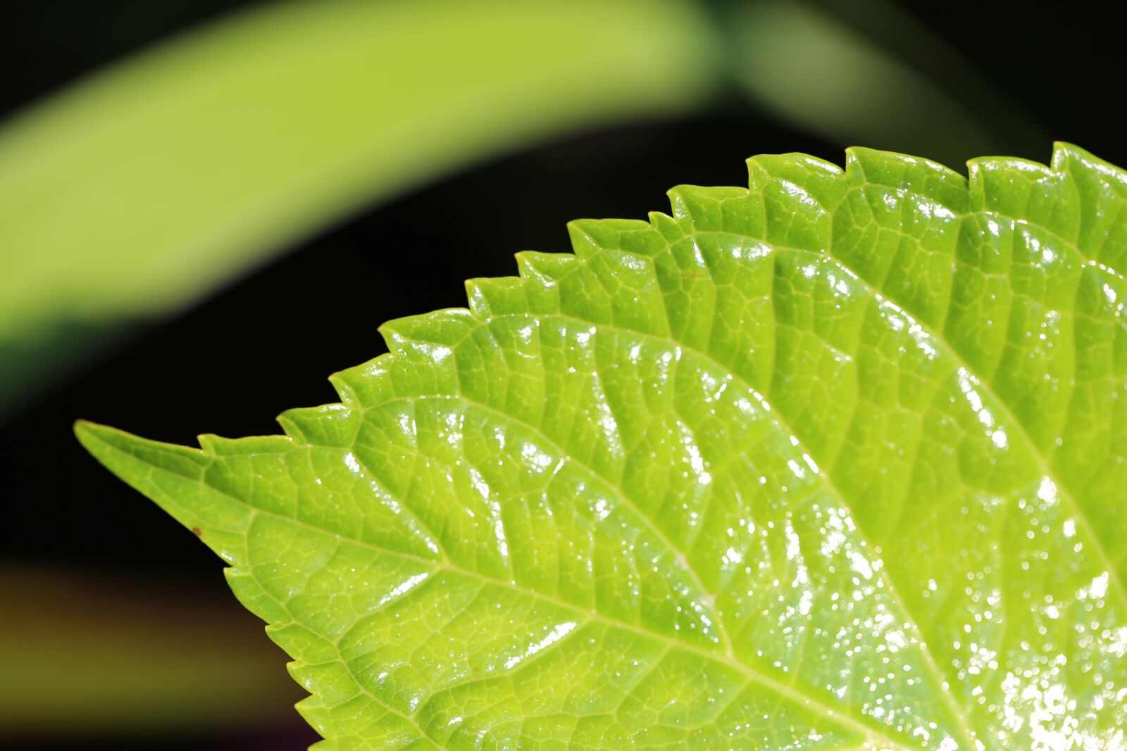 Canon EF 100mm F2.8L Macro IS USM sample photo. Leaf, green, edge photography