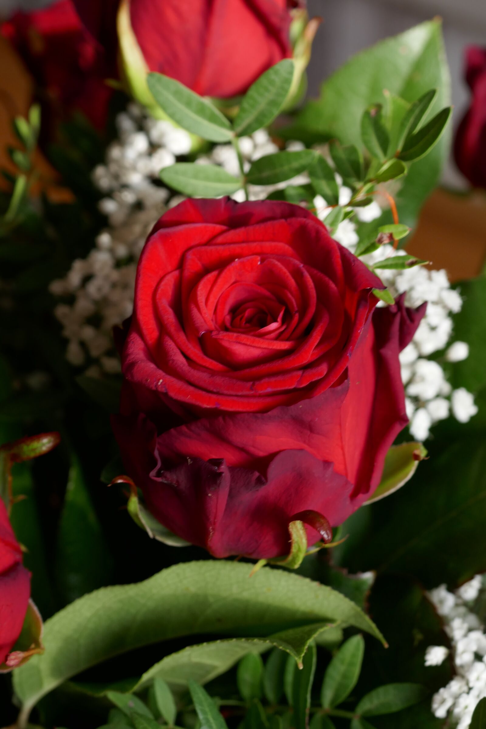 Panasonic DMC-TZ101 sample photo. Rose, red, red rose photography