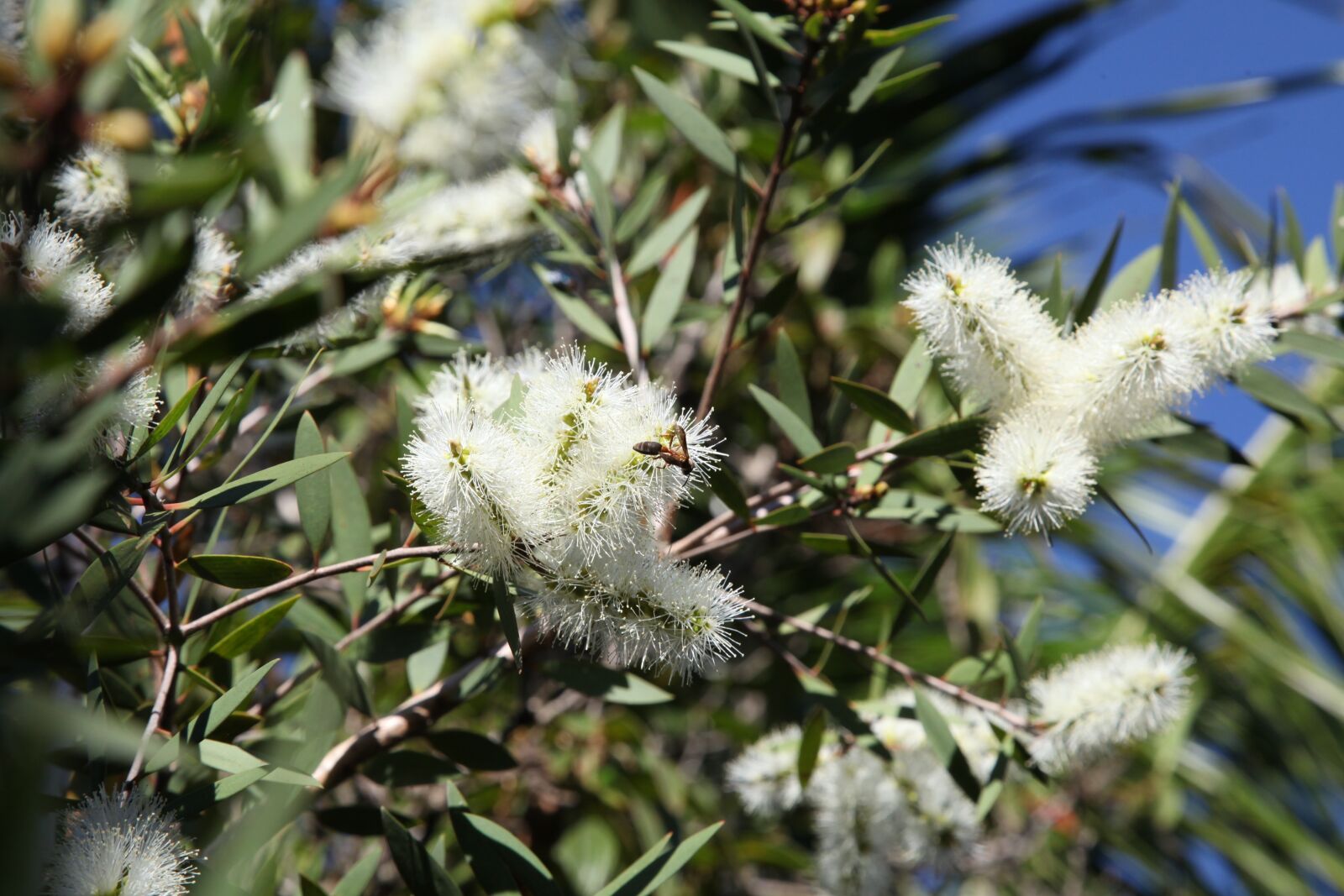 Canon EOS 5D Mark II sample photo. Nature, plant, tree photography