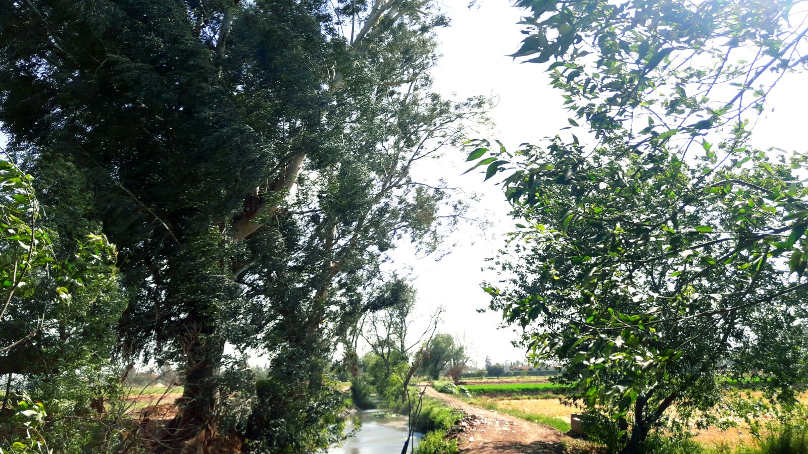 Samsung Galaxy J7 Neo sample photo. Rise, willow, canal photography