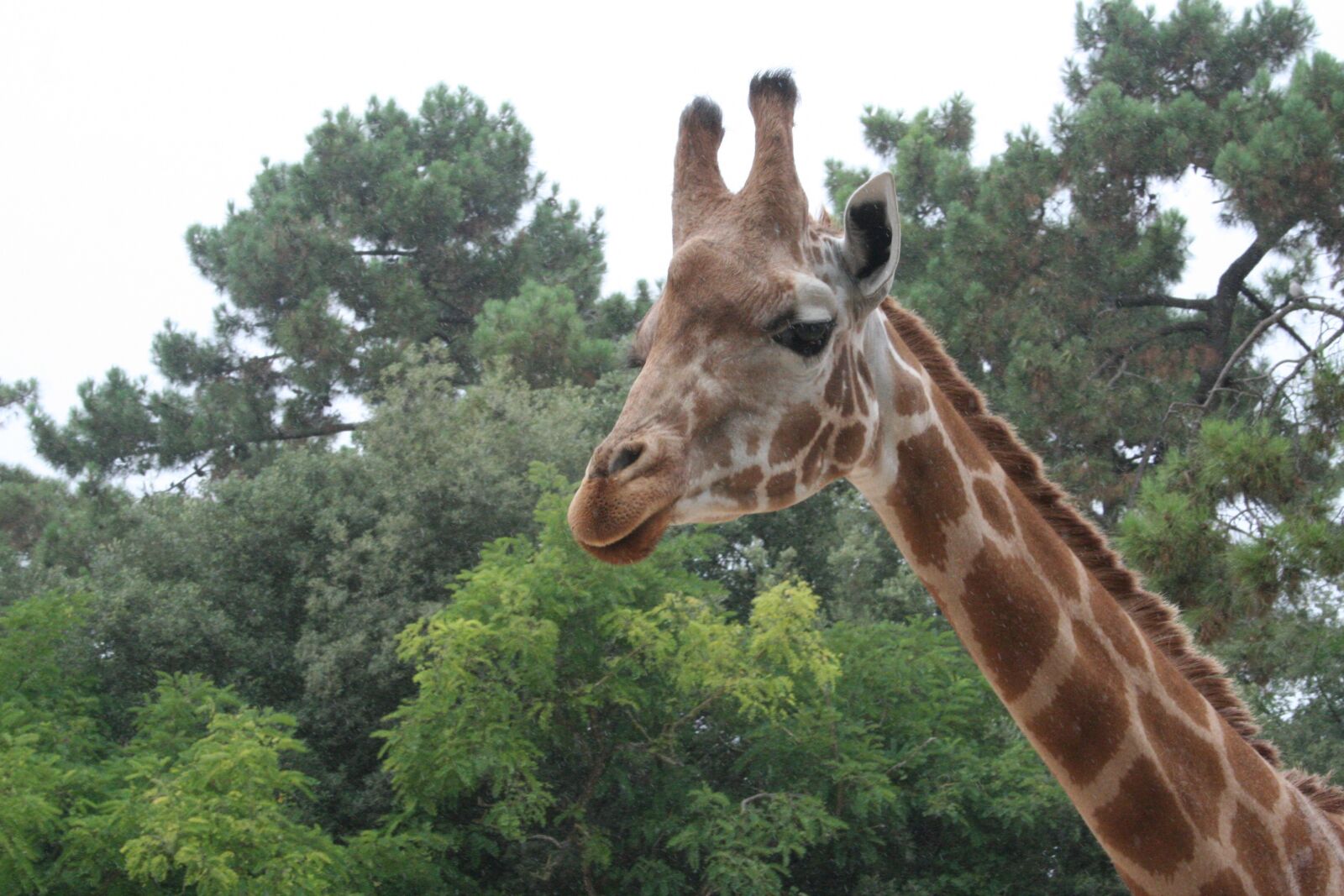 Canon EOS 350D (EOS Digital Rebel XT / EOS Kiss Digital N) sample photo. Giraffe, tree, nature photography