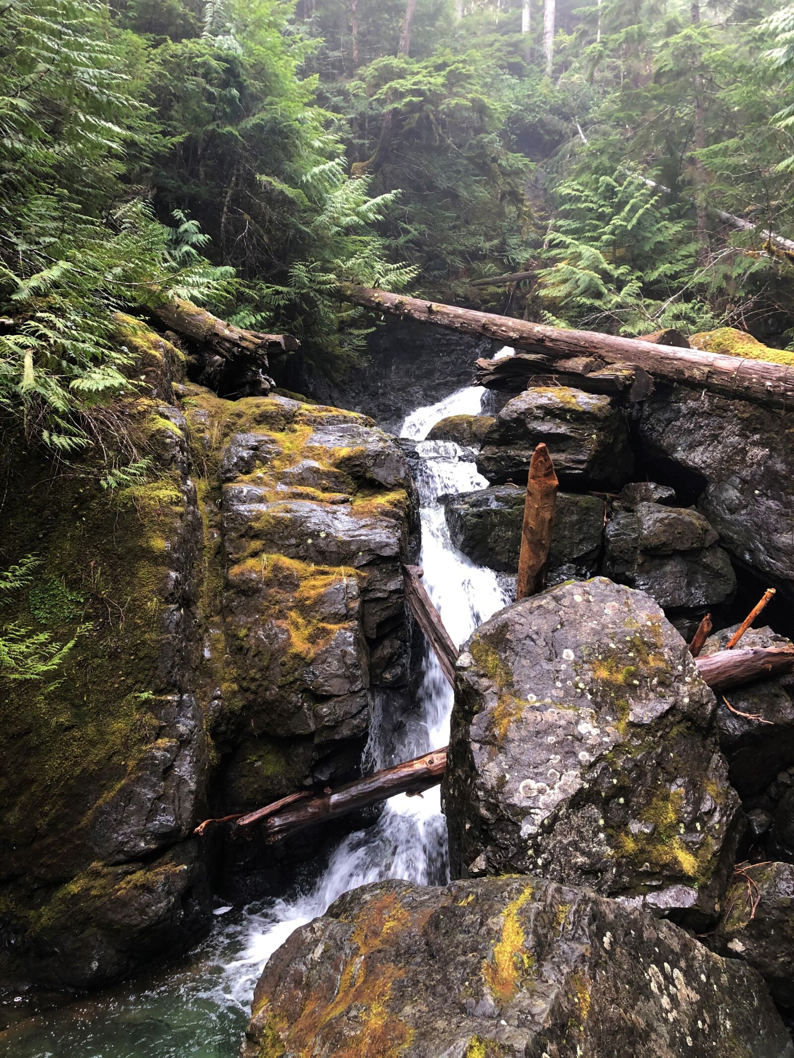 Apple iPhone 8 sample photo. Trail, hike, nature photography