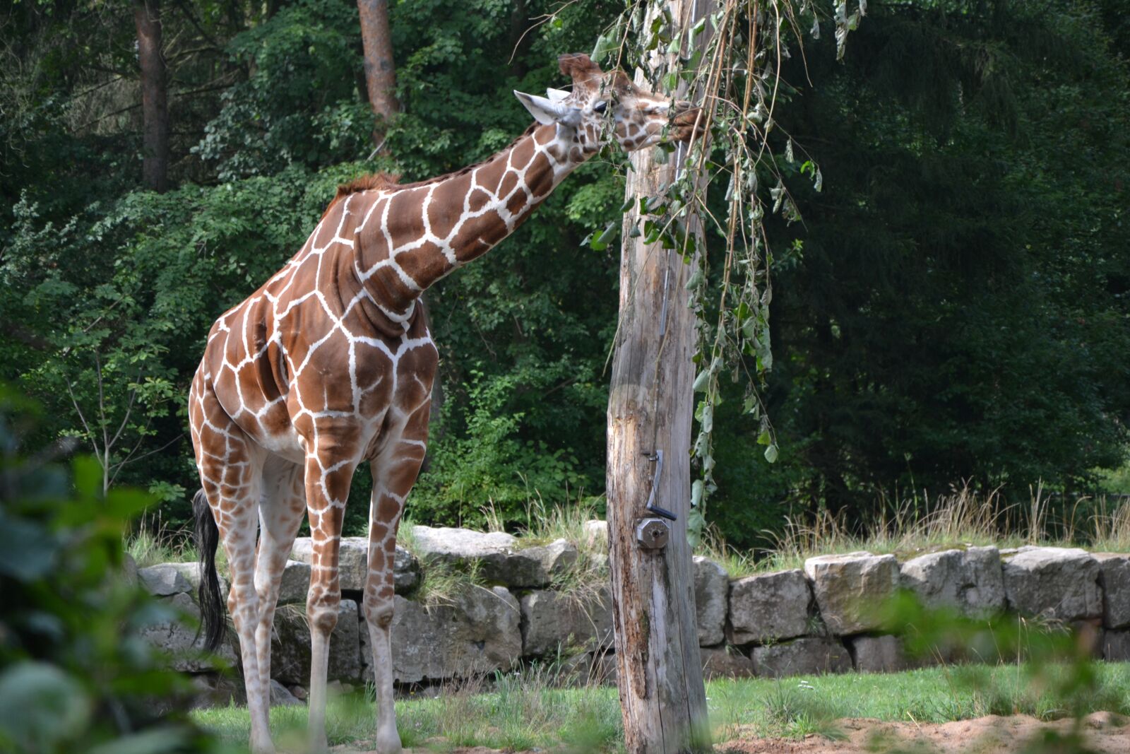 Nikon D3100 sample photo. Nature, tree, animal photography