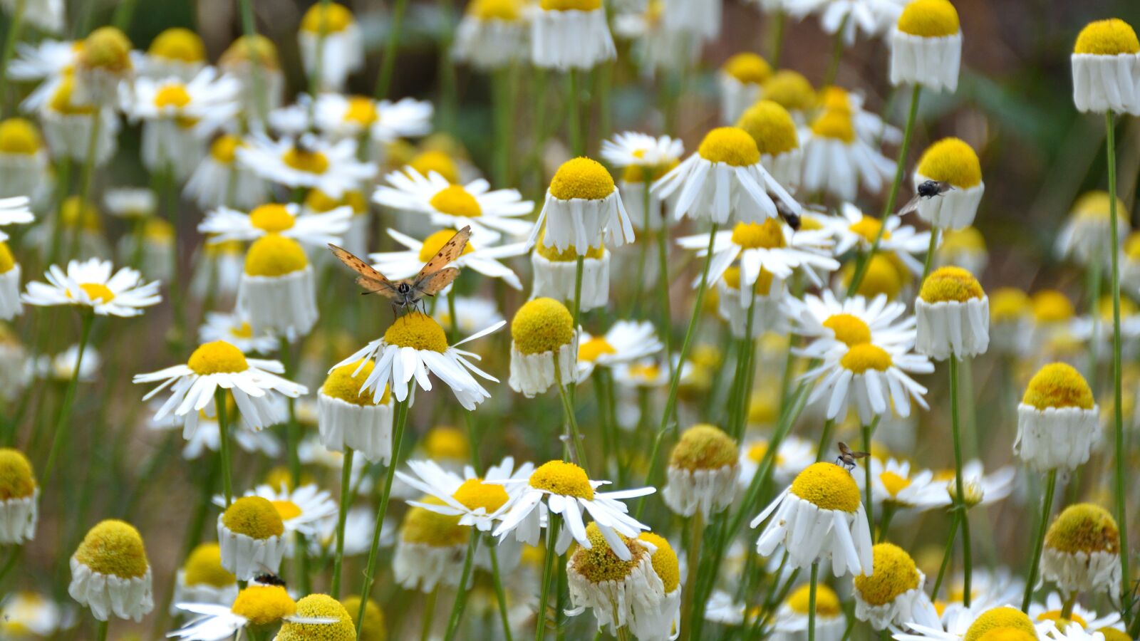 Nikon D5500 sample photo. Flower, butterfly, daisies photography
