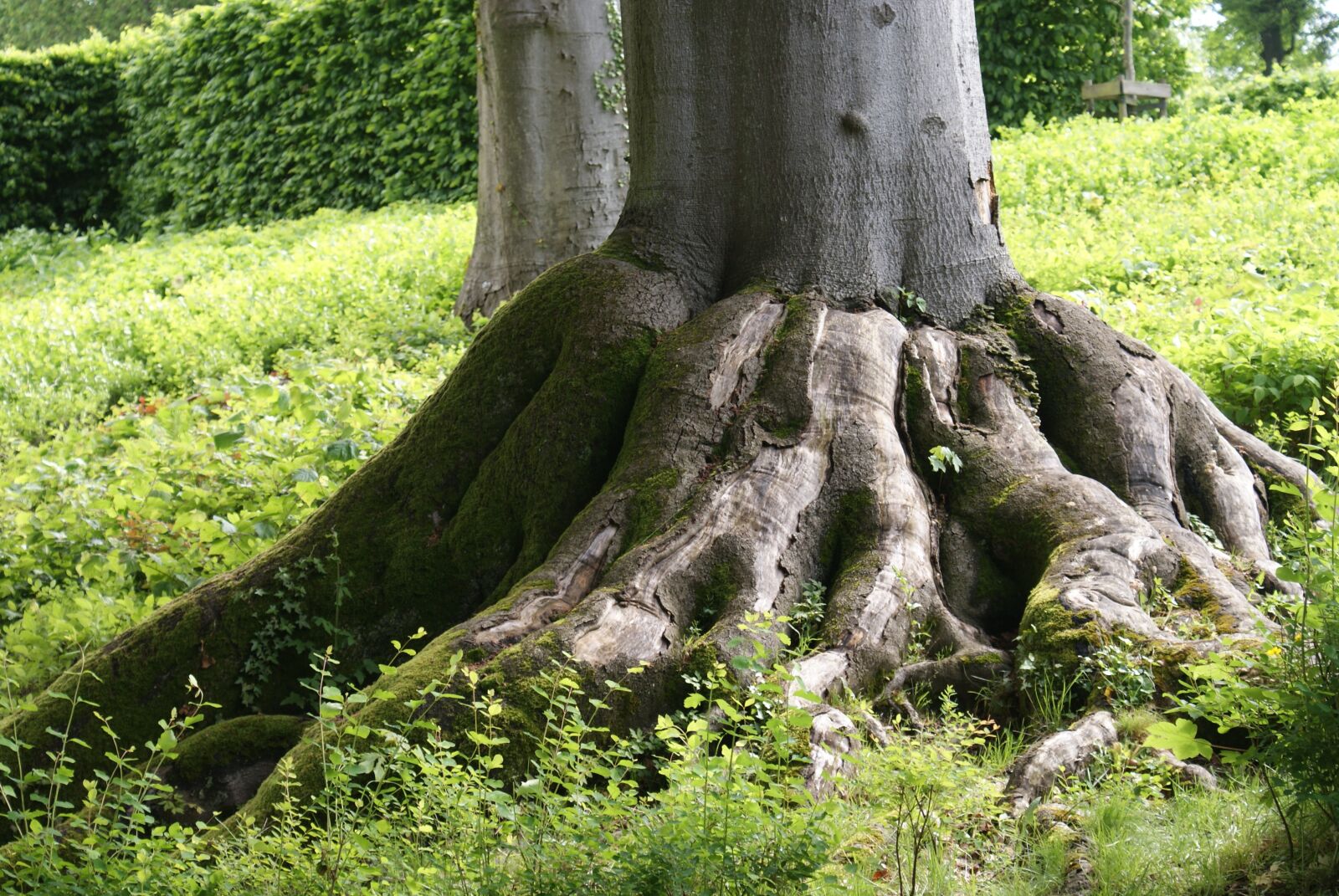 Sony Alpha DSLR-A200 sample photo. Tree, roots, nature photography