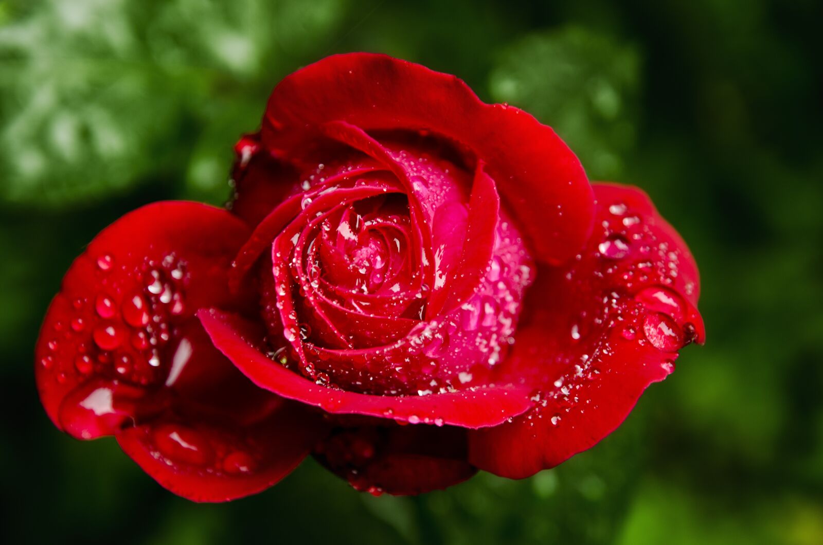 Nikon D7000 sample photo. Rose, nature, flower photography