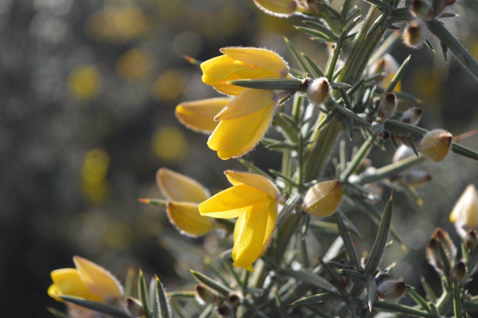 Nikon D3200 sample photo. Gorse, yellow, green photography