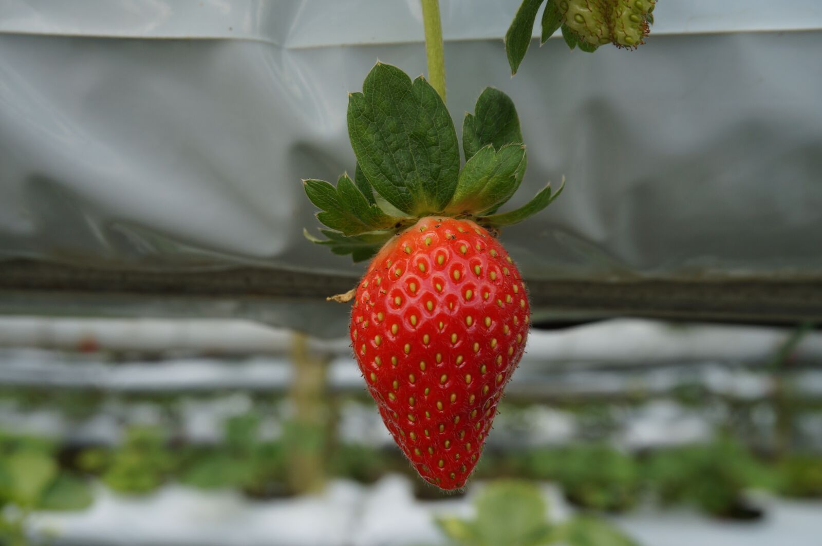 Sony Alpha NEX-3N sample photo. Fruit, strawberry, red photography