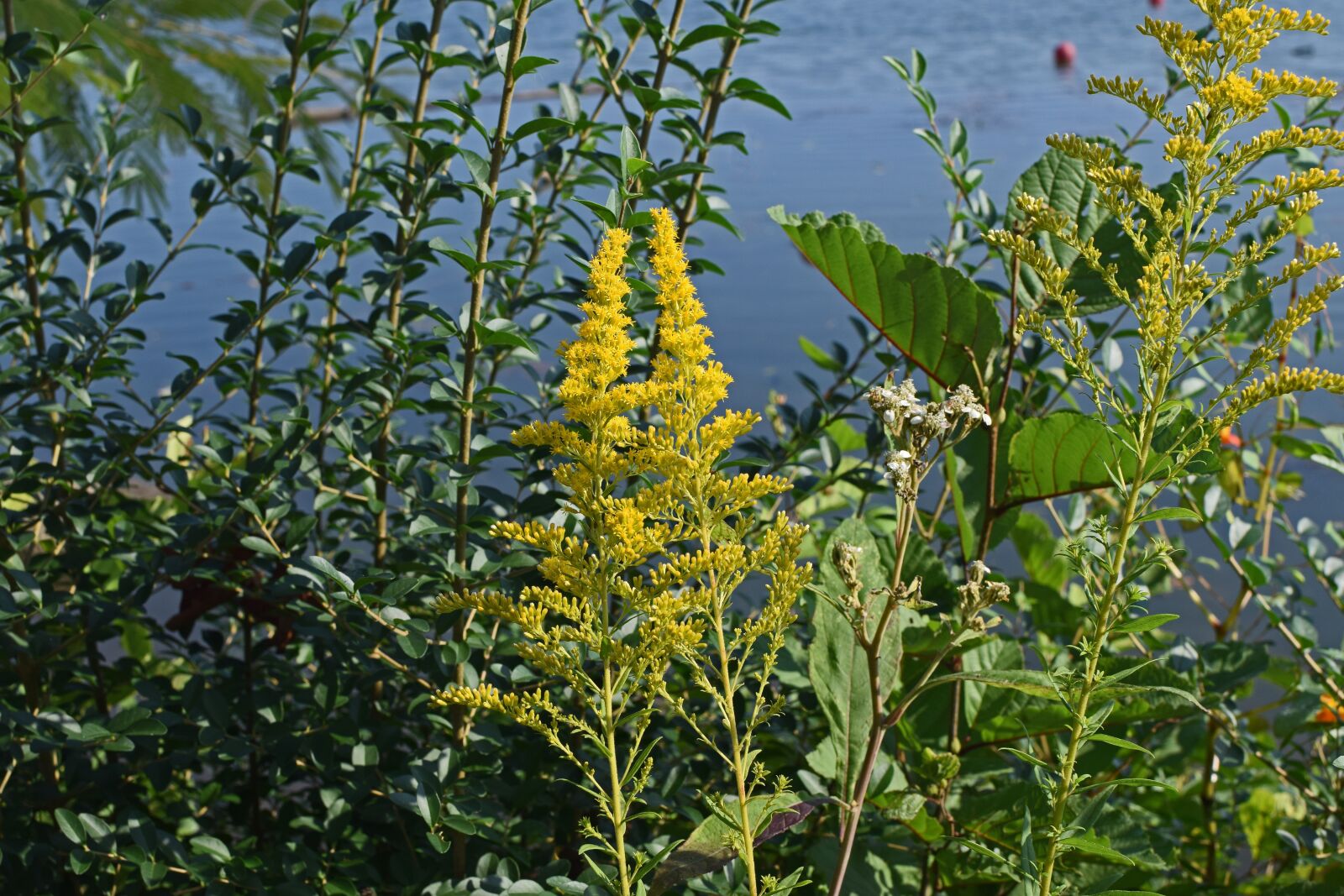 Nikon D3300 sample photo. Goldenrod at lakeside, flower photography