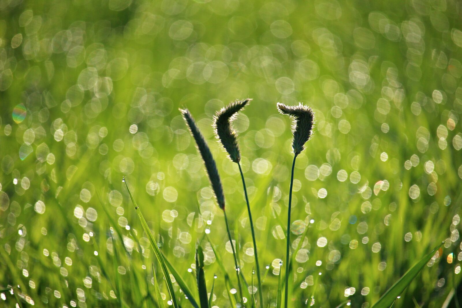 Canon EOS 100D (EOS Rebel SL1 / EOS Kiss X7) sample photo. Grass, dew, plantain photography