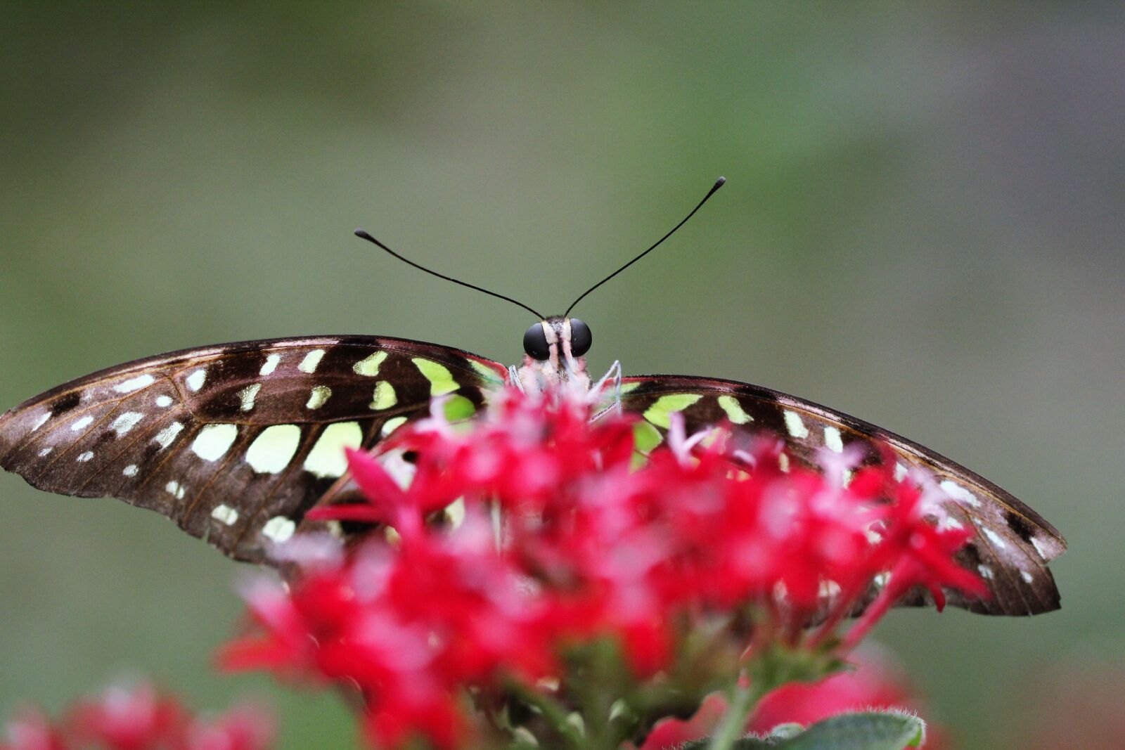 Canon EOS 1200D (EOS Rebel T5 / EOS Kiss X70 / EOS Hi) sample photo. Butterfly, flower, nature photography