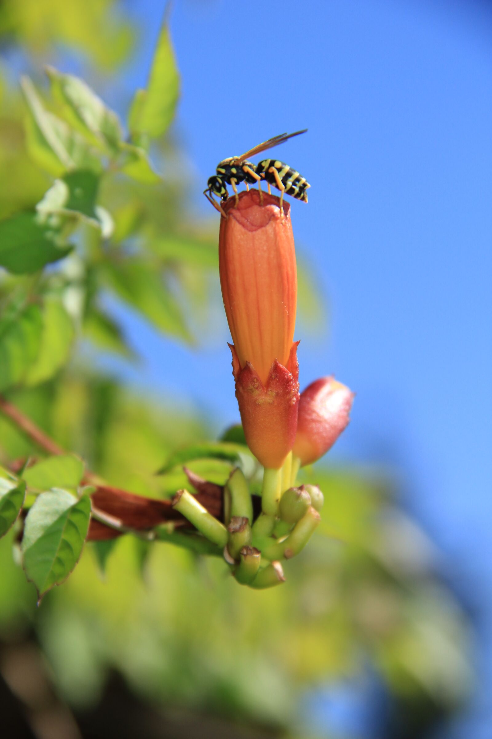 Canon EOS 60D sample photo. Wasp, flower, flower buds photography
