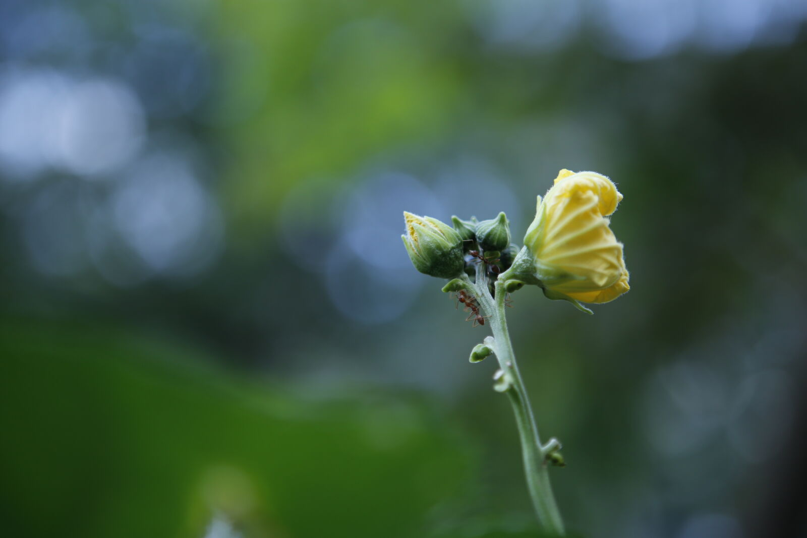 Canon EOS 6D + Canon EF 24-70mm F2.8L USM sample photo. Natural, vietnam photography