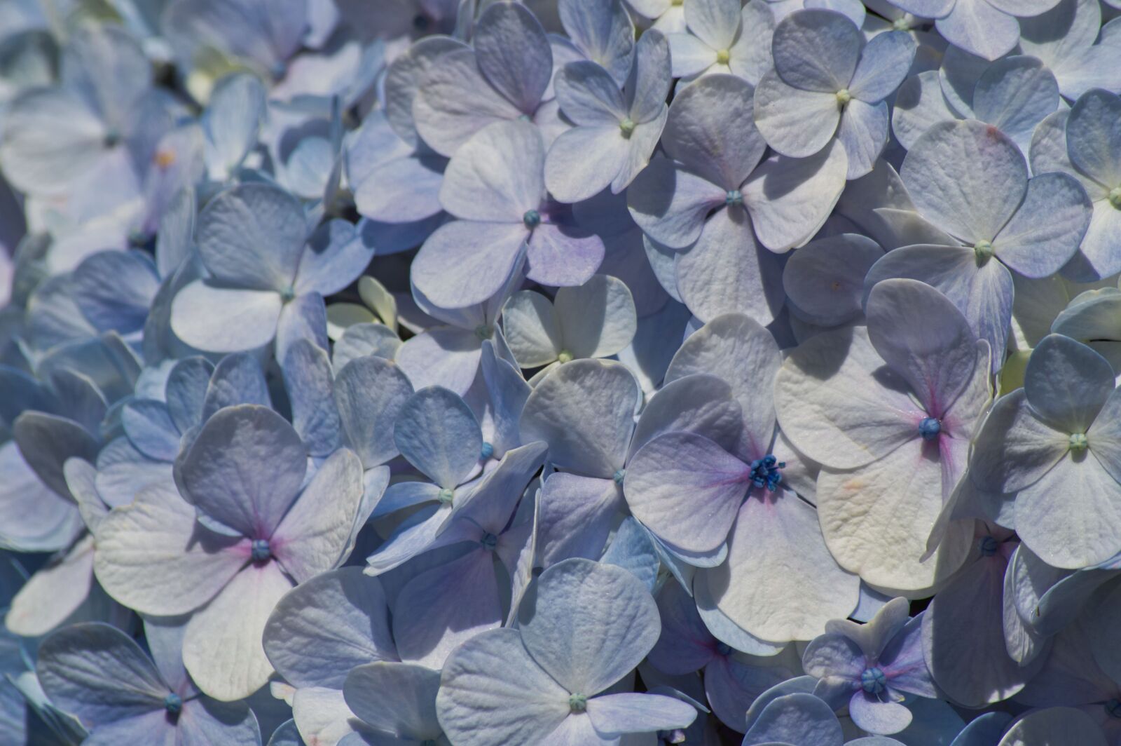 Nikon D3200 sample photo. Costa rica, flowers, hydrangeas photography