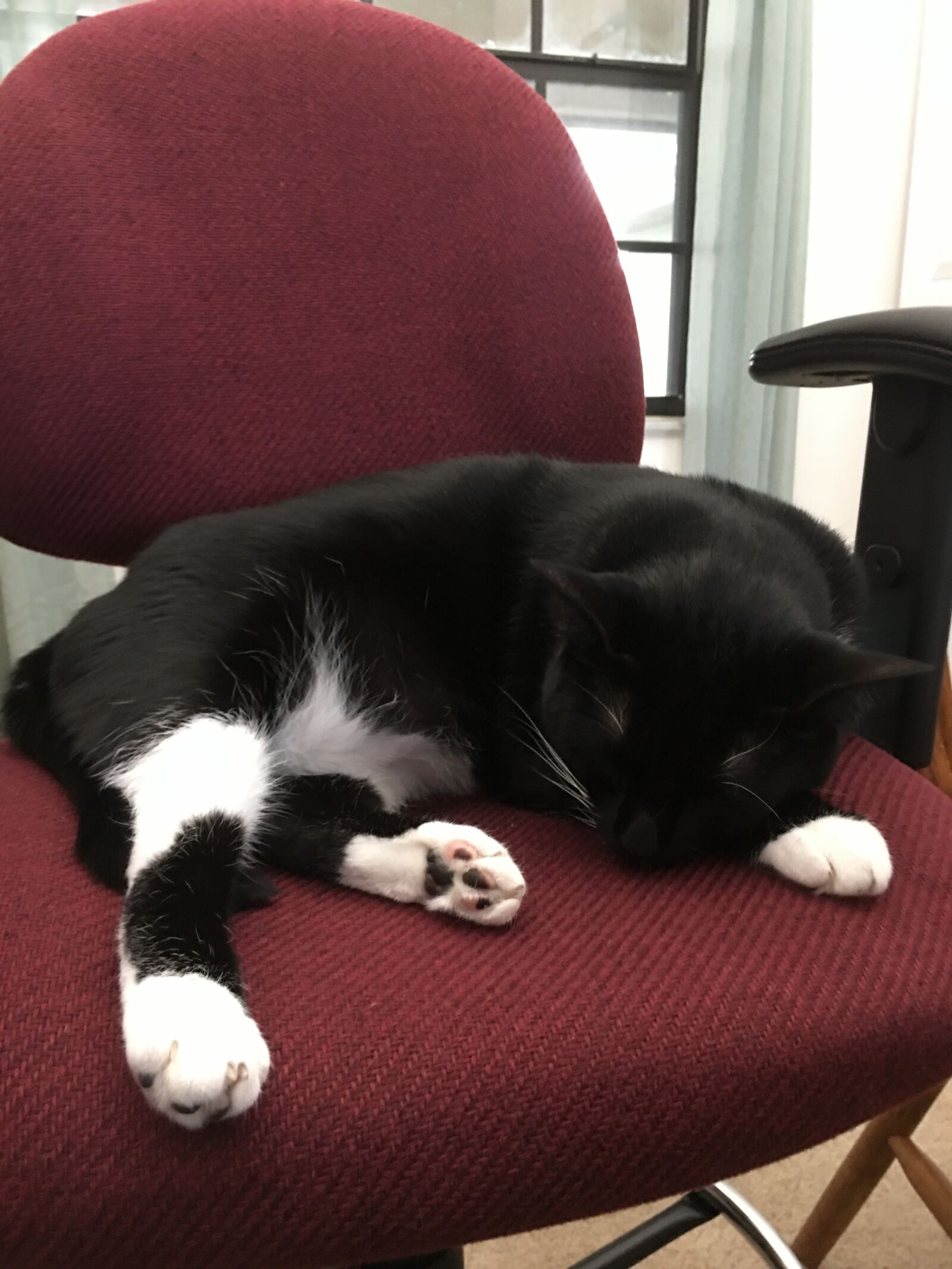 iPhone 6s Plus back camera 4.15mm f/2.2 sample photo. Cat, black, tired 1 photography
