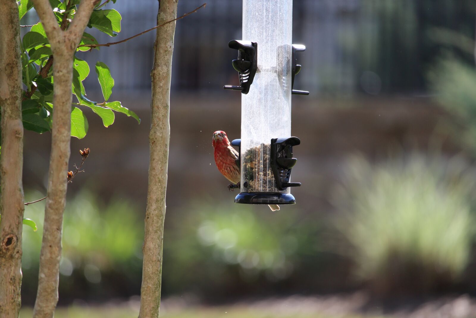 Canon EOS 700D (EOS Rebel T5i / EOS Kiss X7i) sample photo. Bird, chewing, food photography