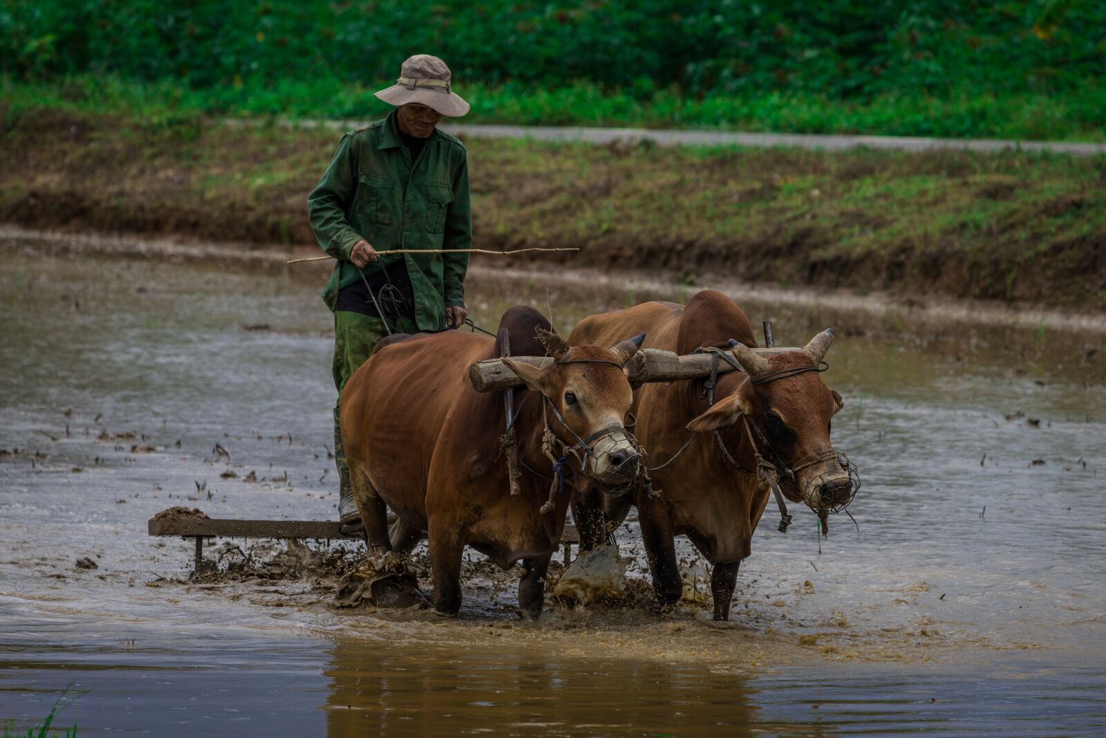 Canon EOS 6D Mark II + Canon EF 70-300 F4-5.6 IS II USM sample photo. Rice fields, farmer, tradition photography