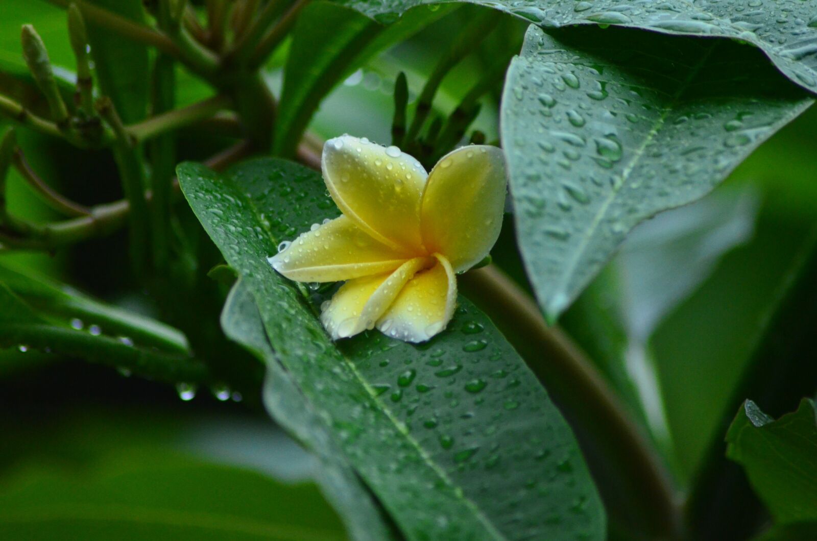 Nikon D5100 sample photo. Frangipani, white, leaves photography