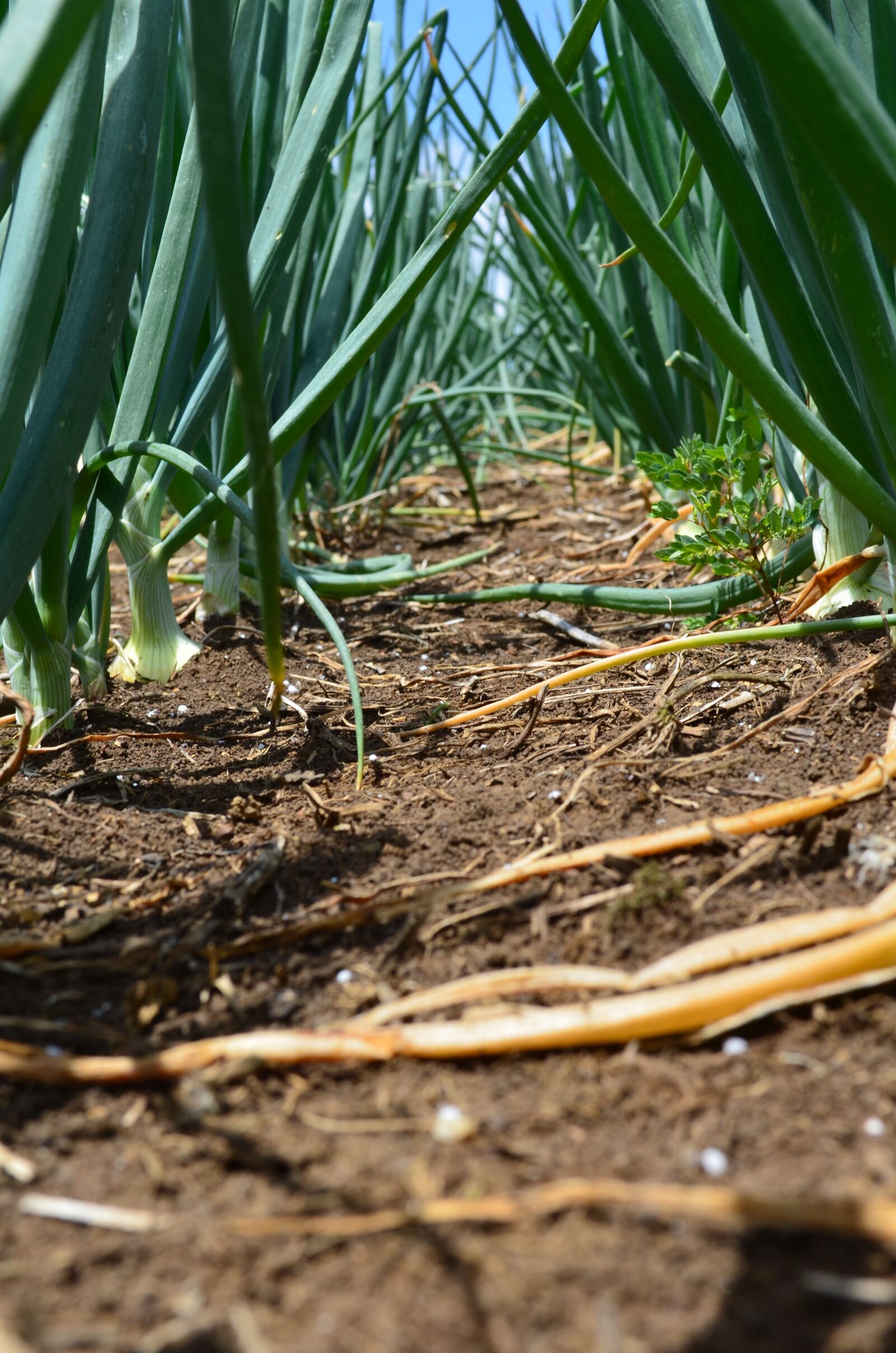 Nikon D5100 sample photo. Onion, agriculture, crop photography