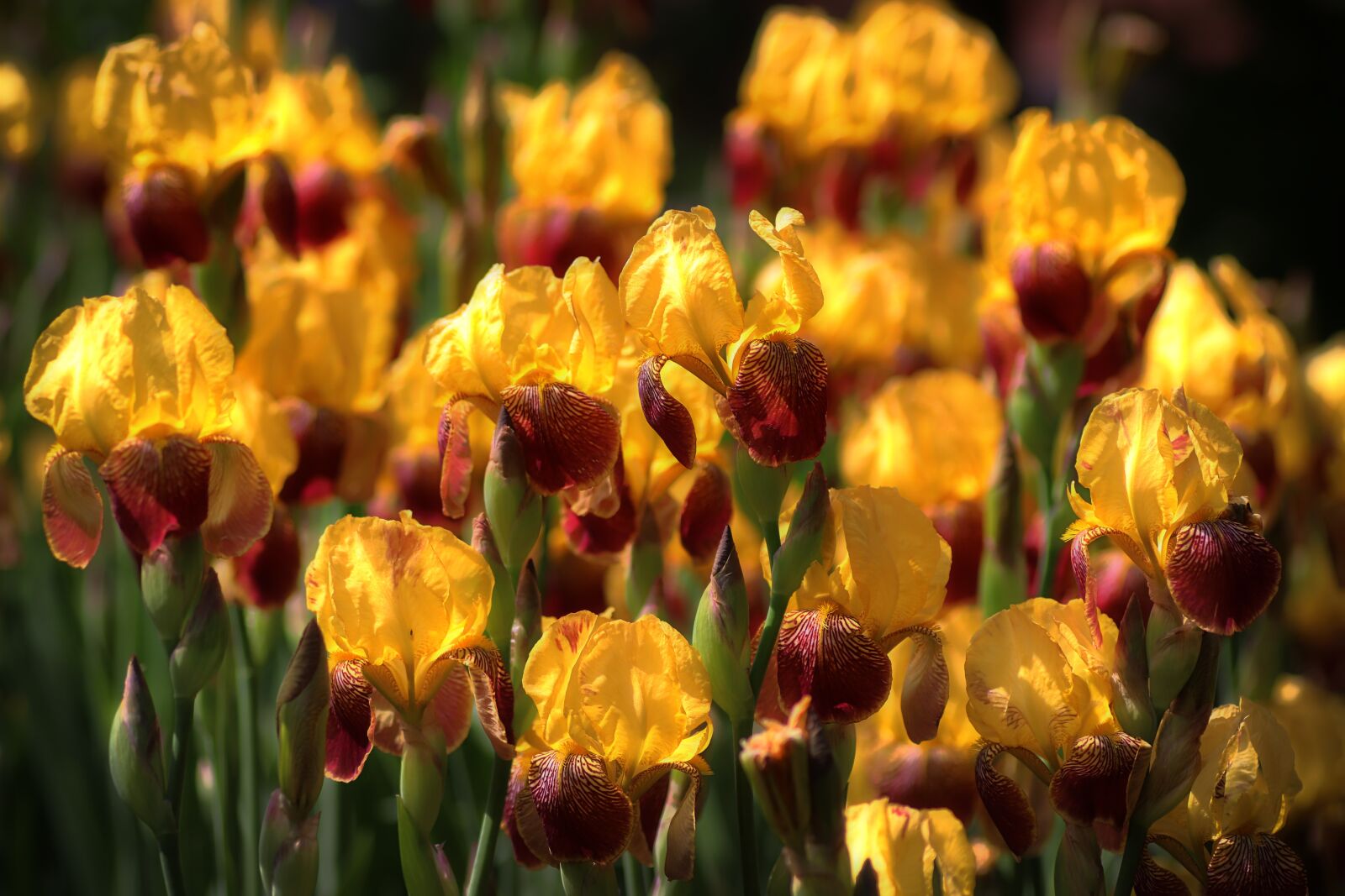 Tamron SP 90mm F2.8 Di VC USD 1:1 Macro sample photo. Iris, lilies, yellow photography