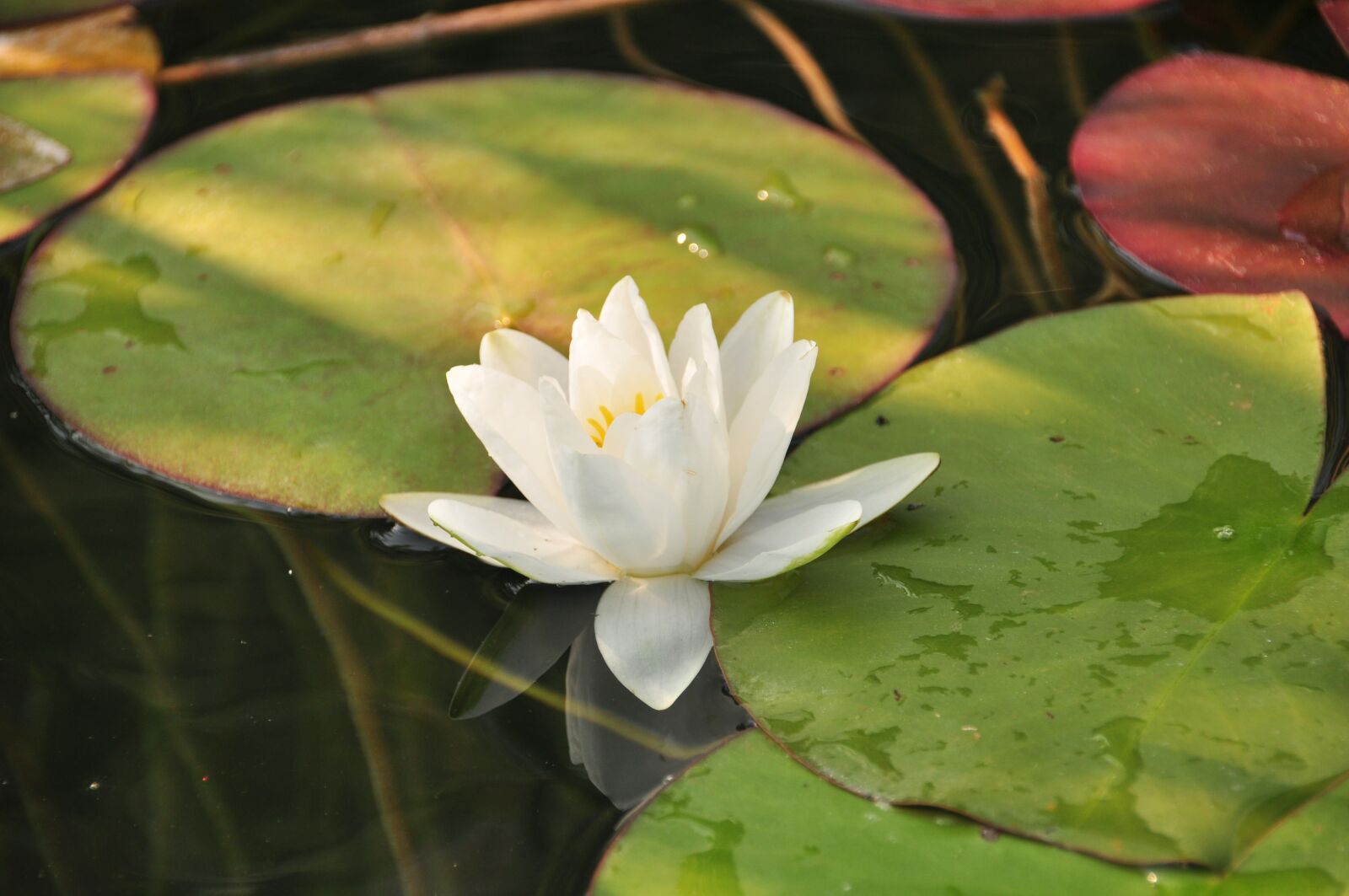 Nikon D90 sample photo. Lake, nature, landscape photography