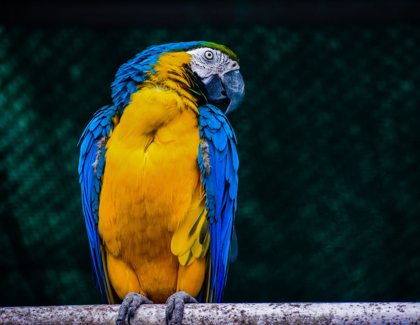 Nikon D5300 sample photo. Parrot, parrot couple, couple photography