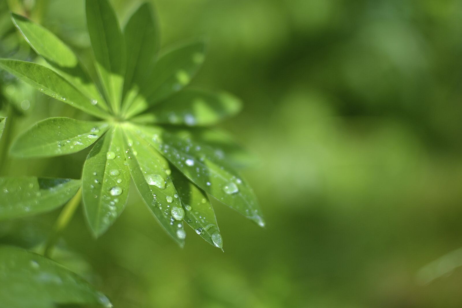 Nikon D3100 sample photo. Leaf, drop, moist photography