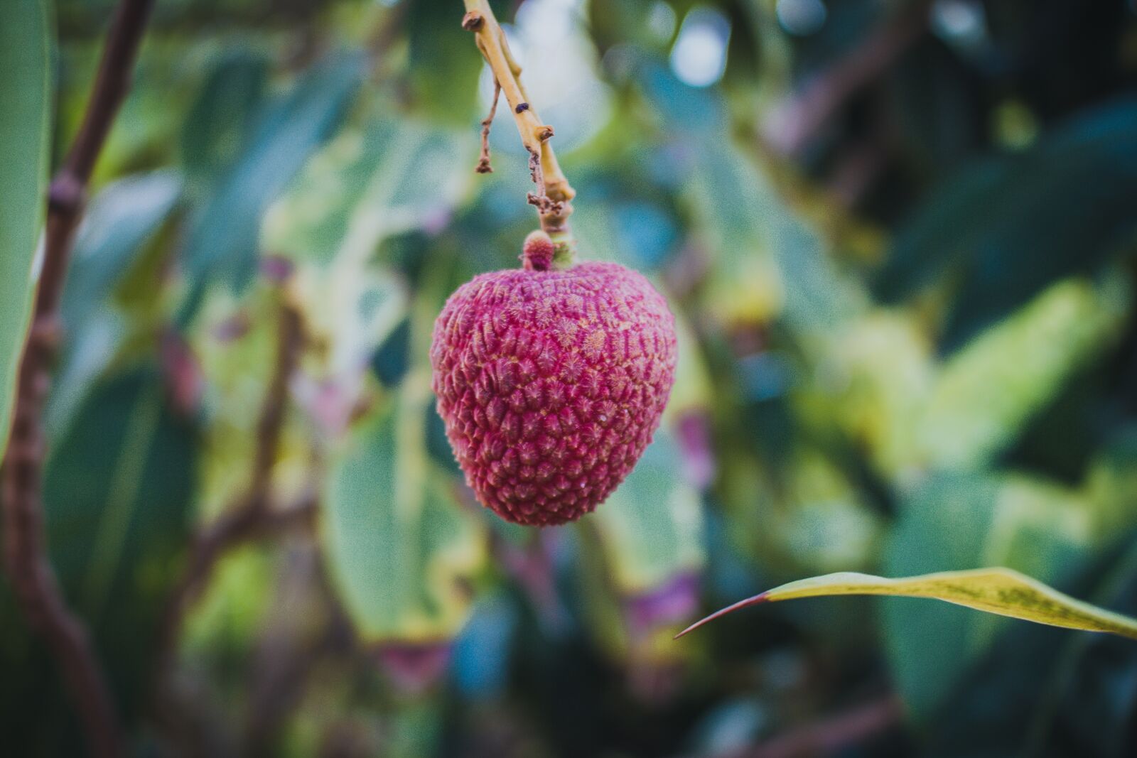 Canon EOS 700D (EOS Rebel T5i / EOS Kiss X7i) sample photo. Lychee, results, fruit photography
