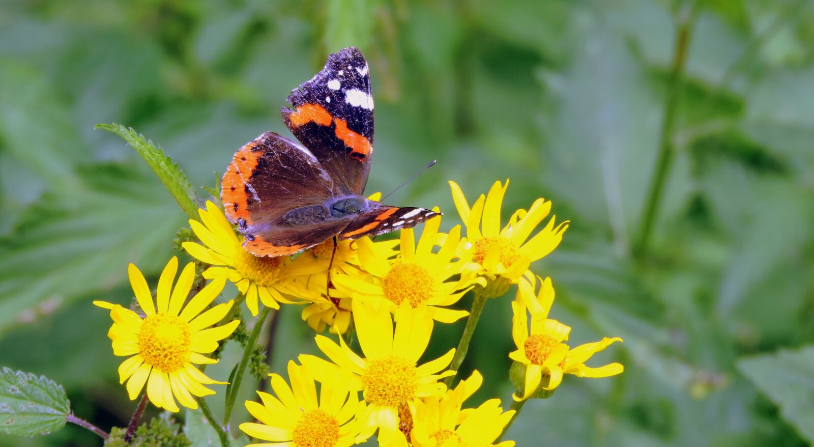 Nikon Coolpix P600 sample photo. Butterfly, flowers, butterfly on photography