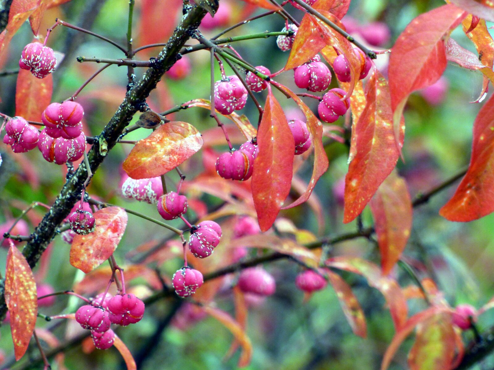 Panasonic DMC-FZ72 sample photo. Fall, berries, pink photography