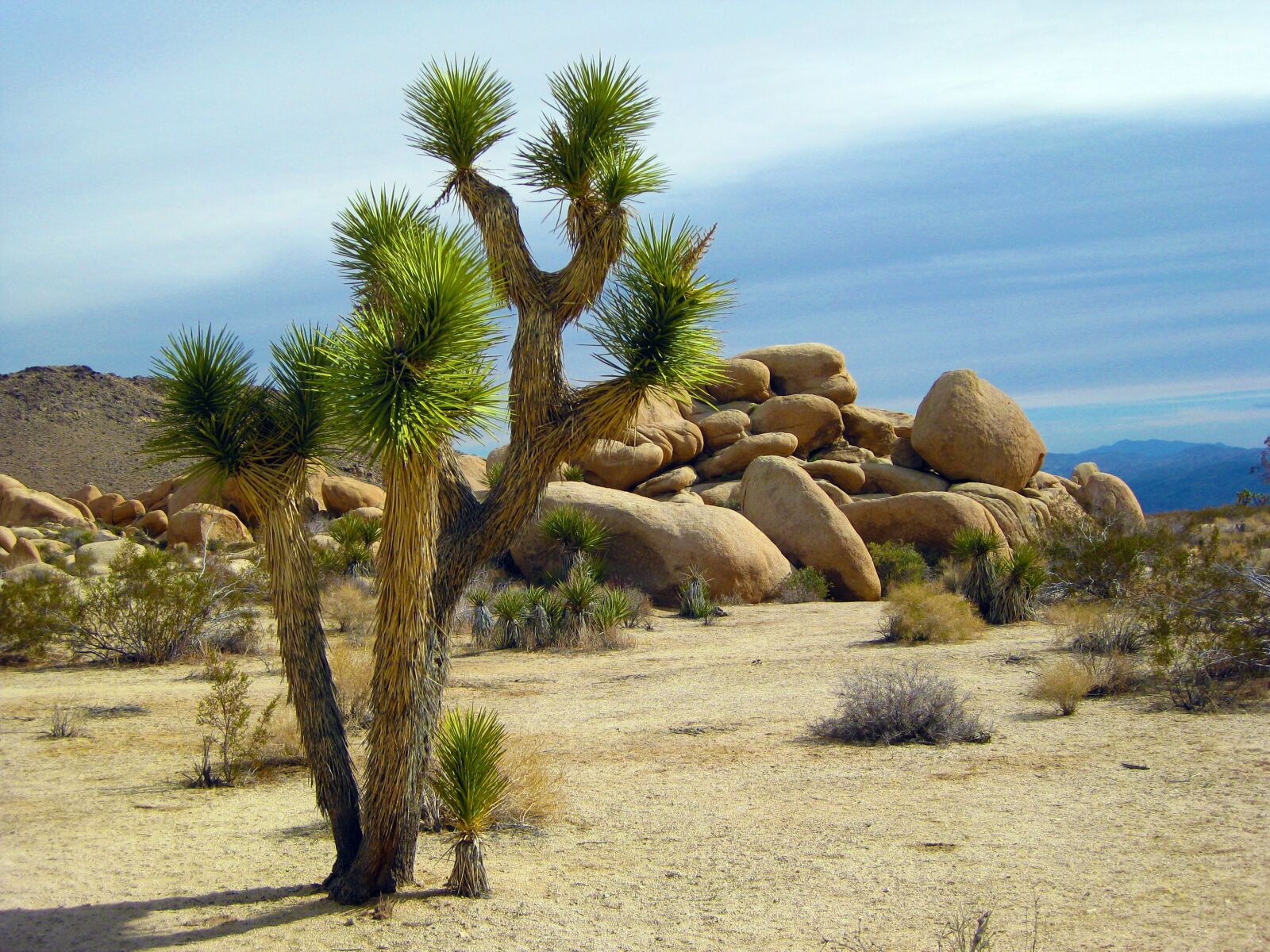 Canon PowerShot SD1100 IS (Digital IXUS 80 IS / IXY Digital 20 IS) sample photo. Joshua tree, tree, park photography