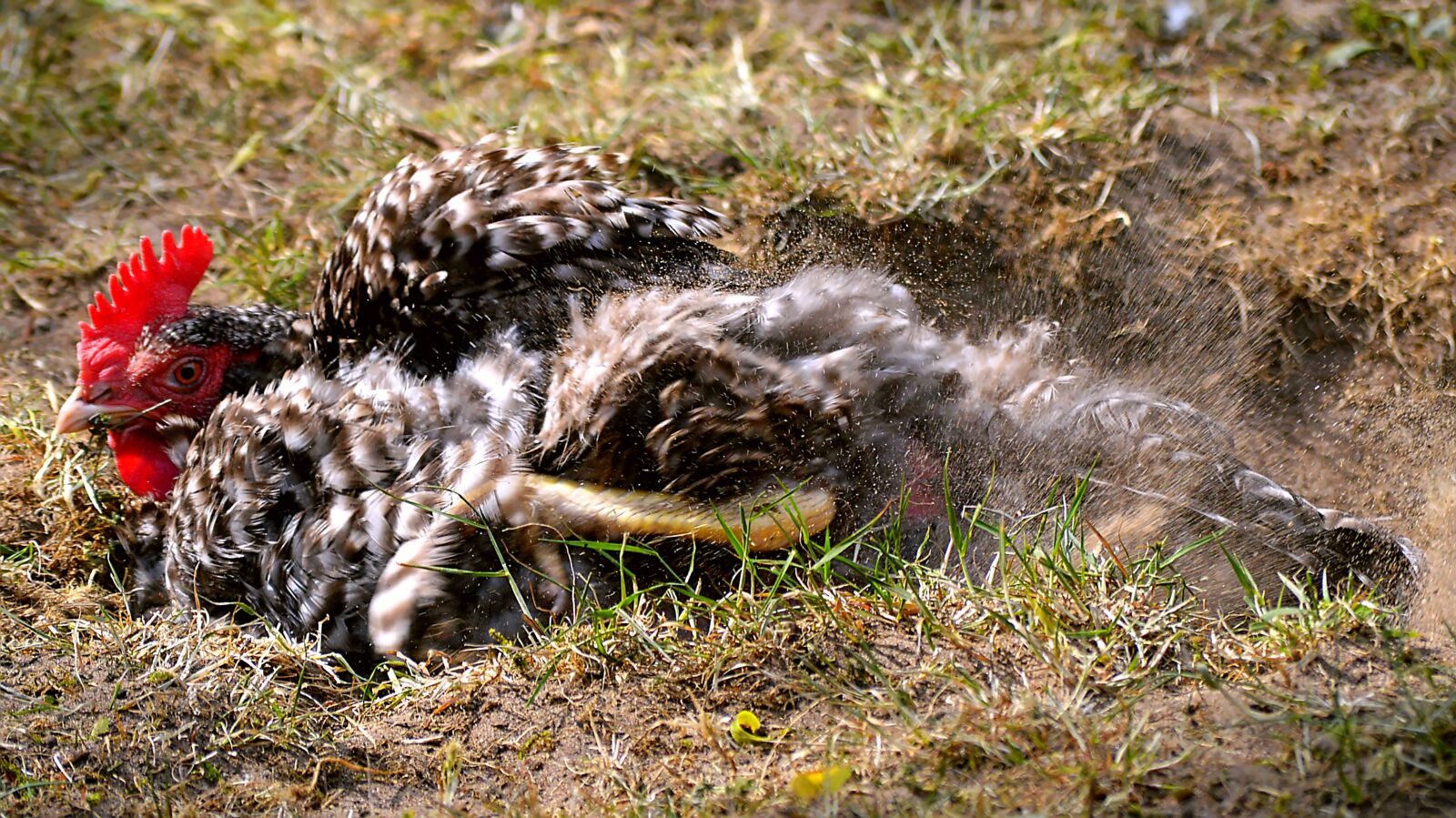 Nikon D3200 sample photo. Chicken, sand bathing, came photography