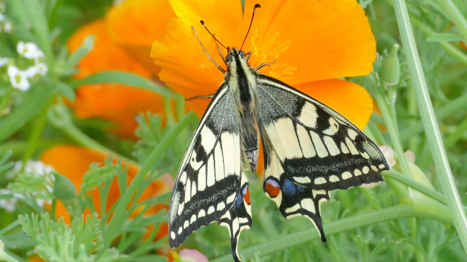 Panasonic Lumix DMC-FZ1000 sample photo. Butterfly, swallowtail, insect photography
