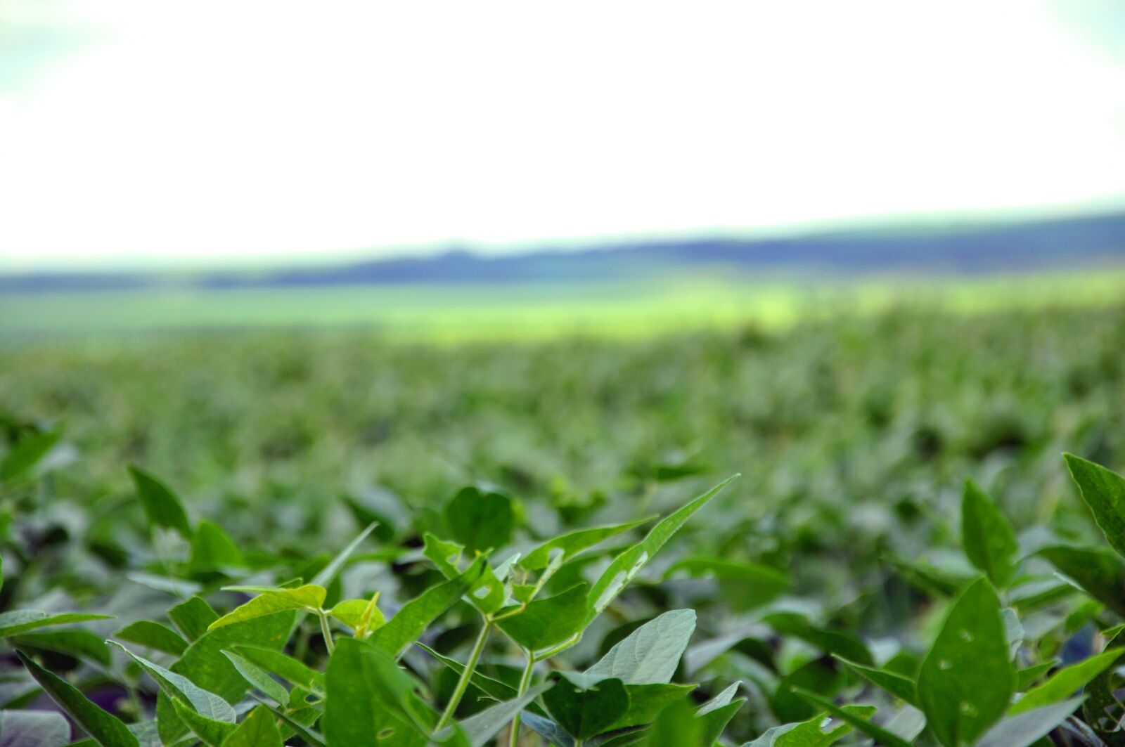 Nikon D90 sample photo. Farm, soybeans, agriculture photography
