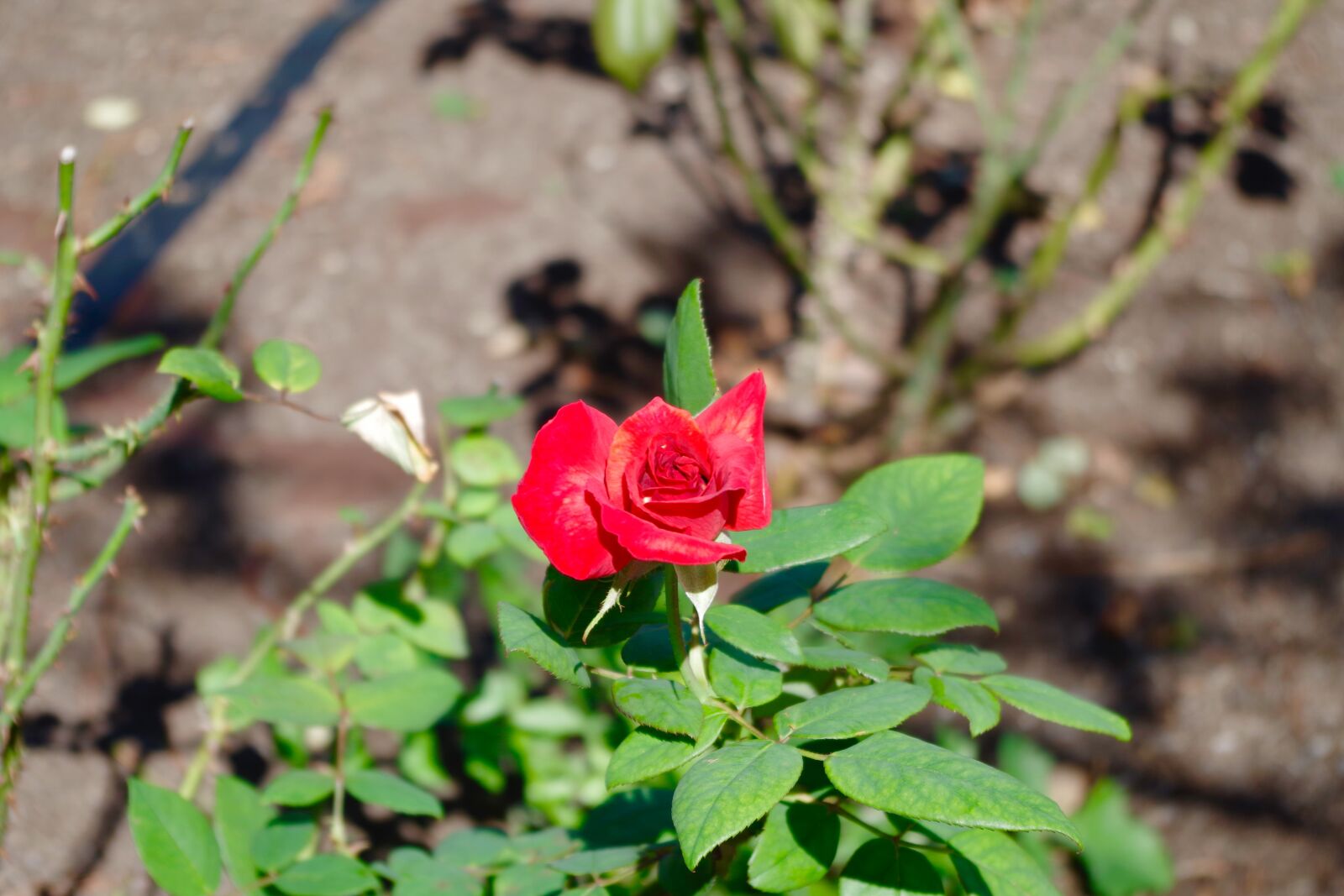 Pentax K-S1 sample photo. Red, flowers, rose photography