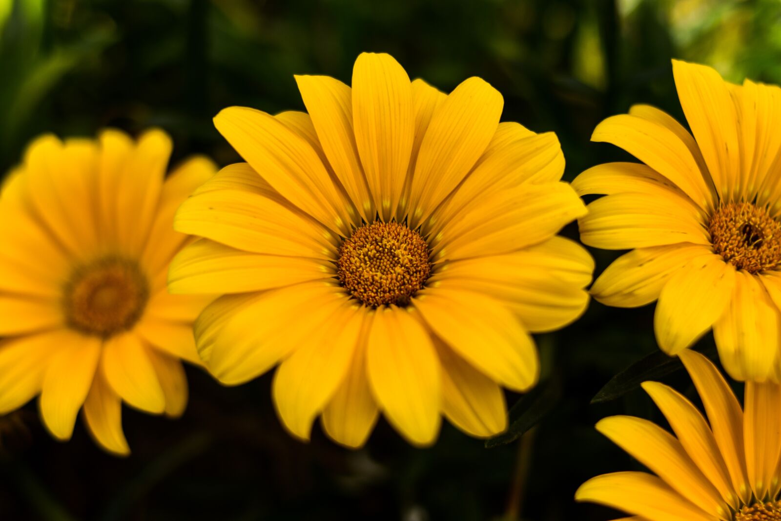 Nikon D3400 sample photo. Linda flower, yellow flower photography