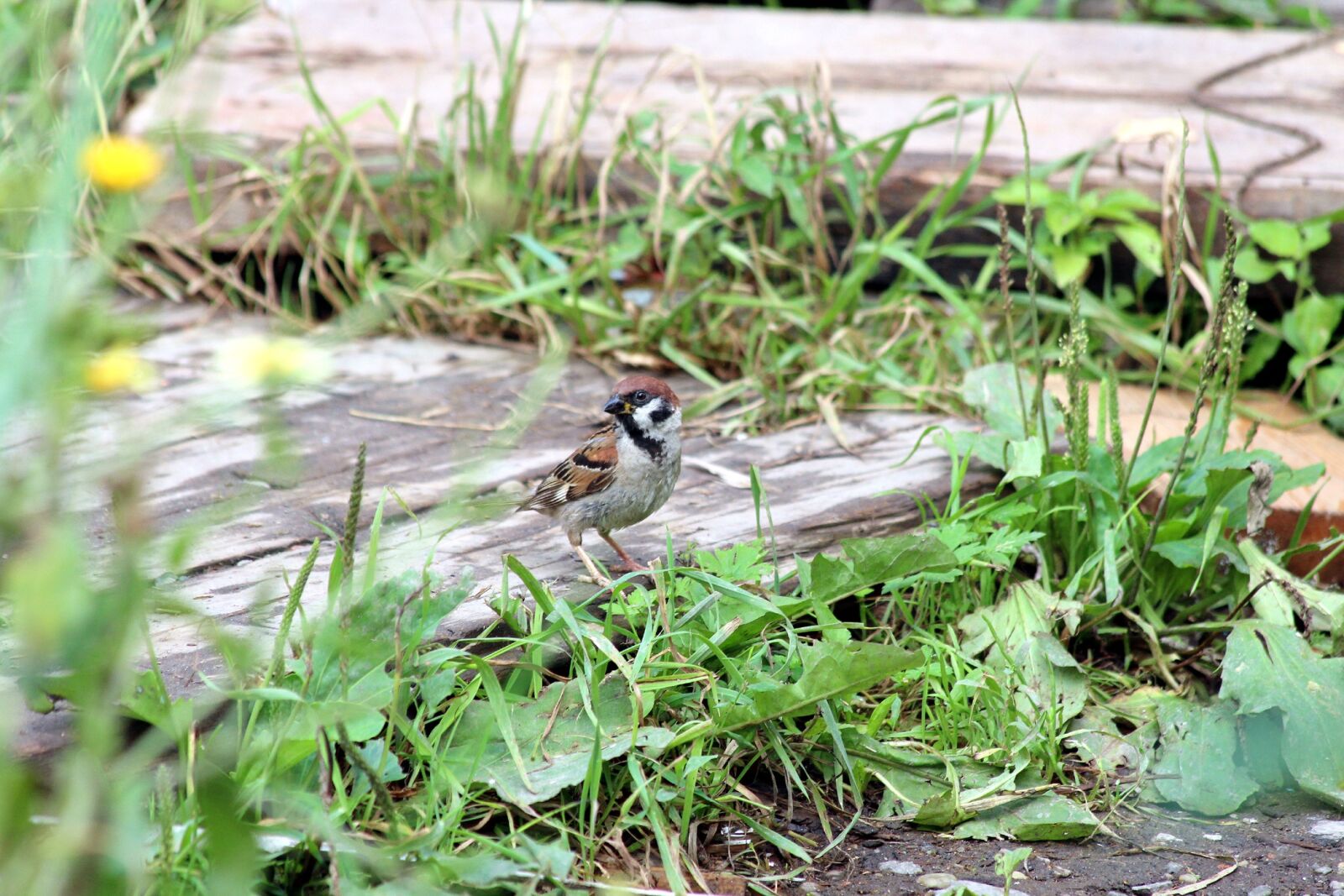Canon EOS 650D (EOS Rebel T4i / EOS Kiss X6i) sample photo. Sparrow, passer montanus, nature photography