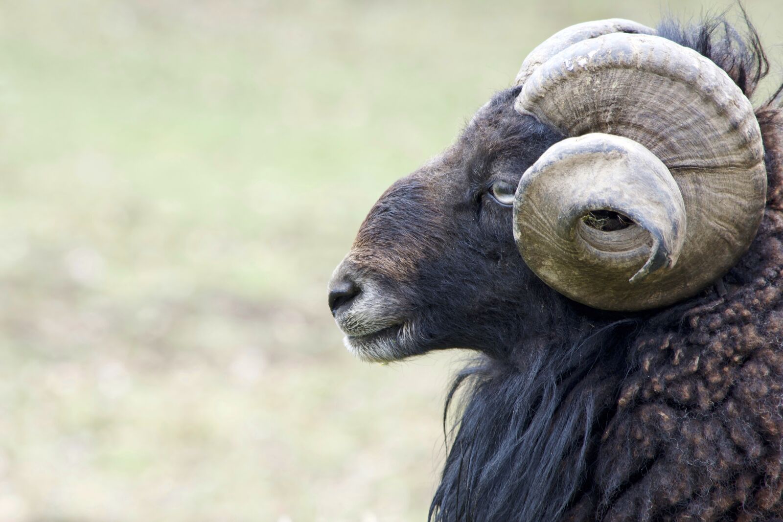 Nikon D5300 sample photo. Aries, mouflon, bock photography